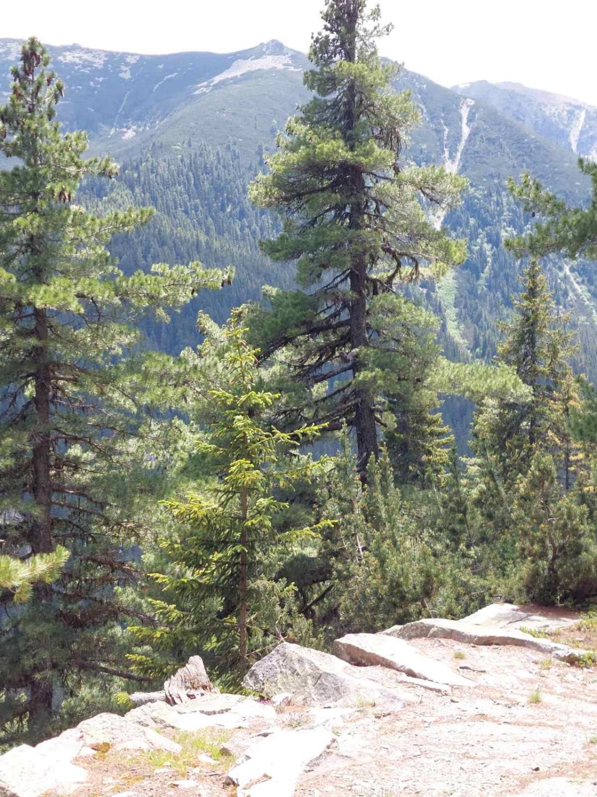Studio A10 Borovets gardens