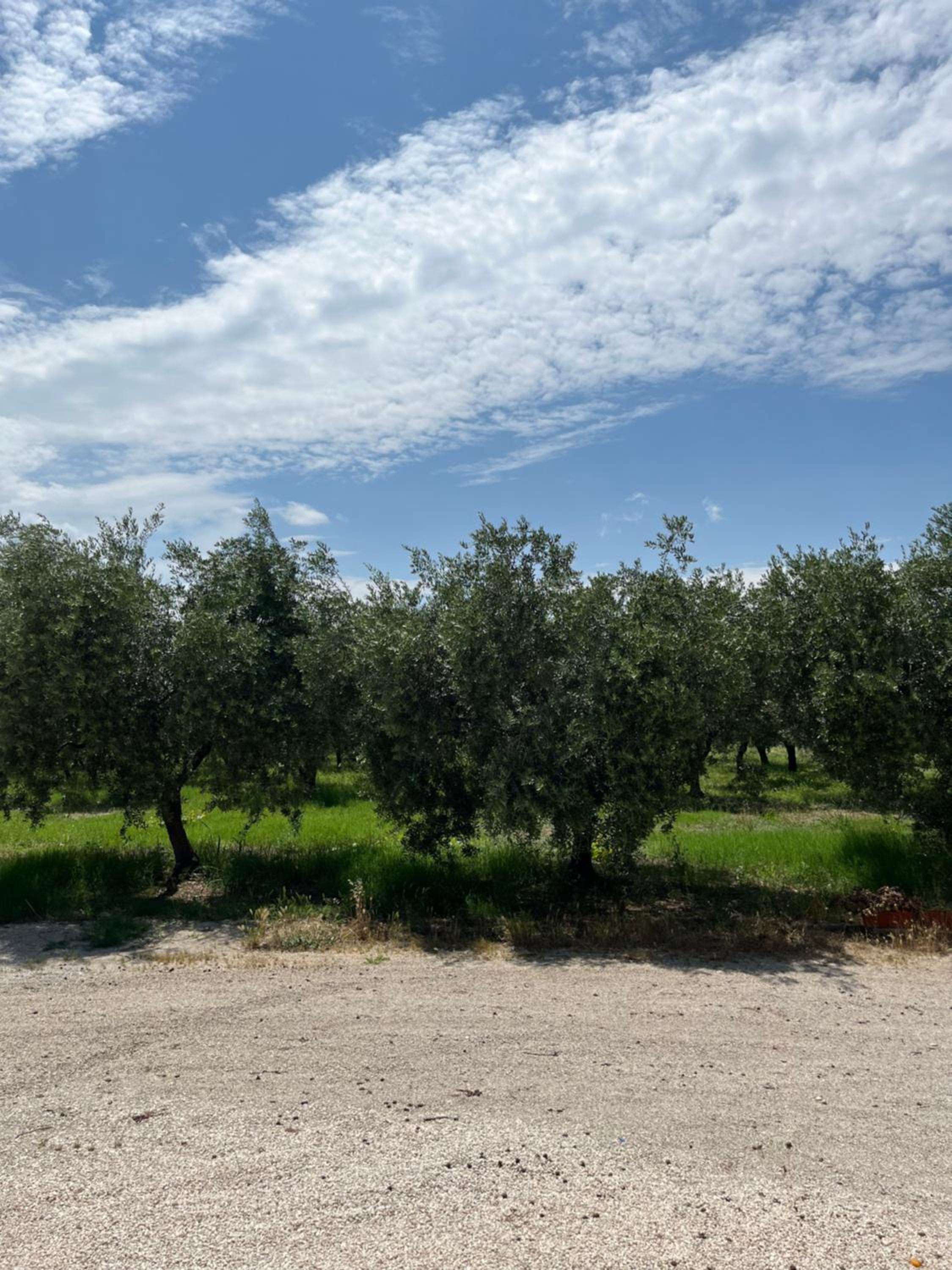 Il casale del Nonno Armando view 5