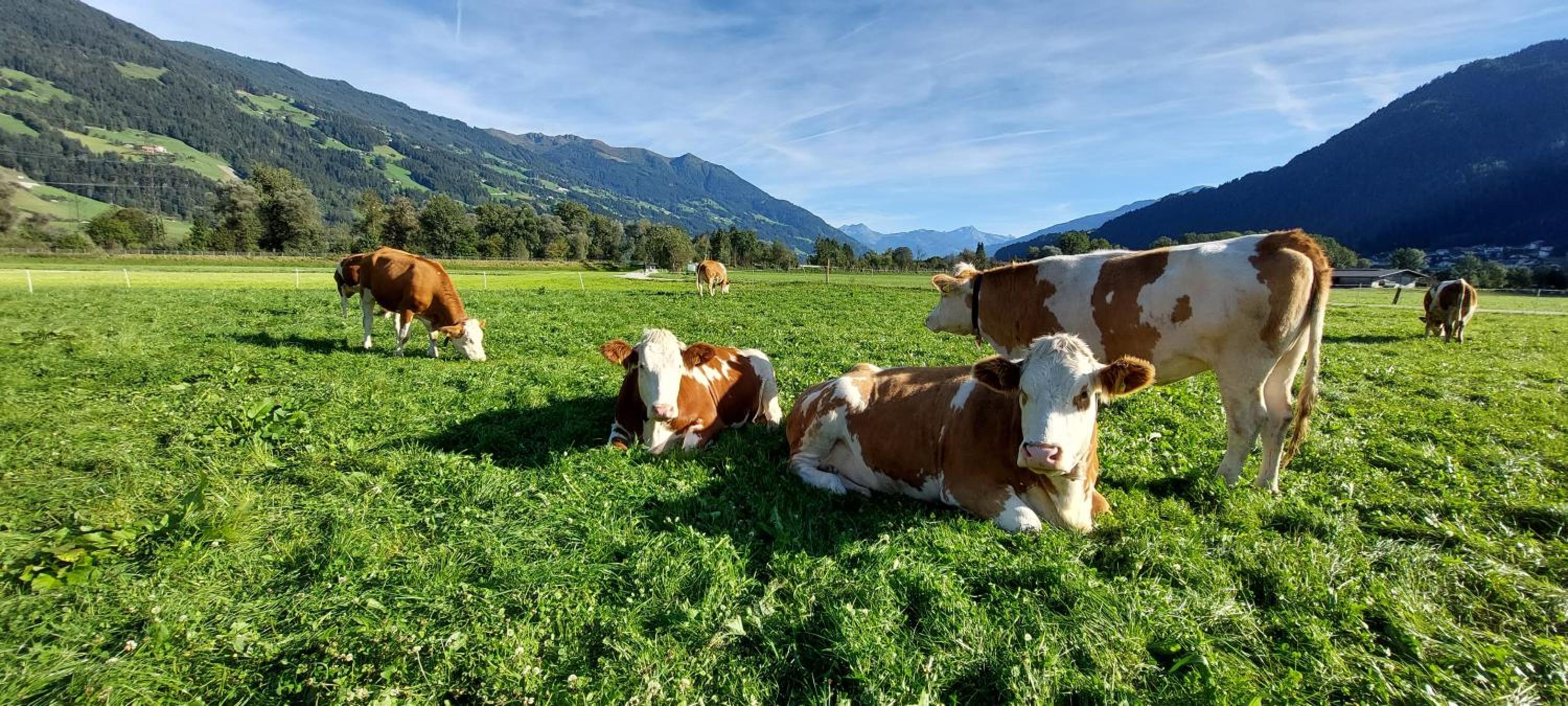 Brixnerhof im Zillertal