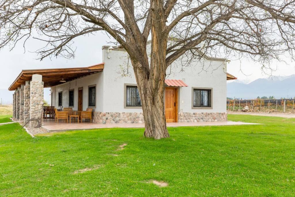 Calivista Vineyard