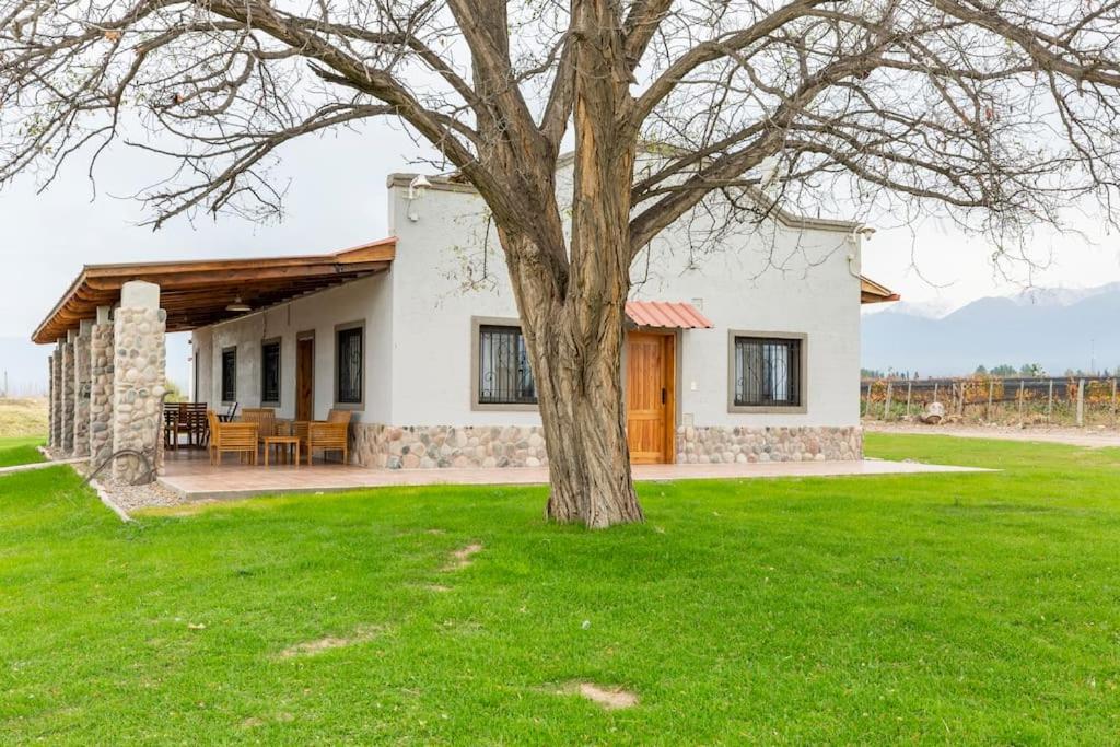 Calivista Vineyard