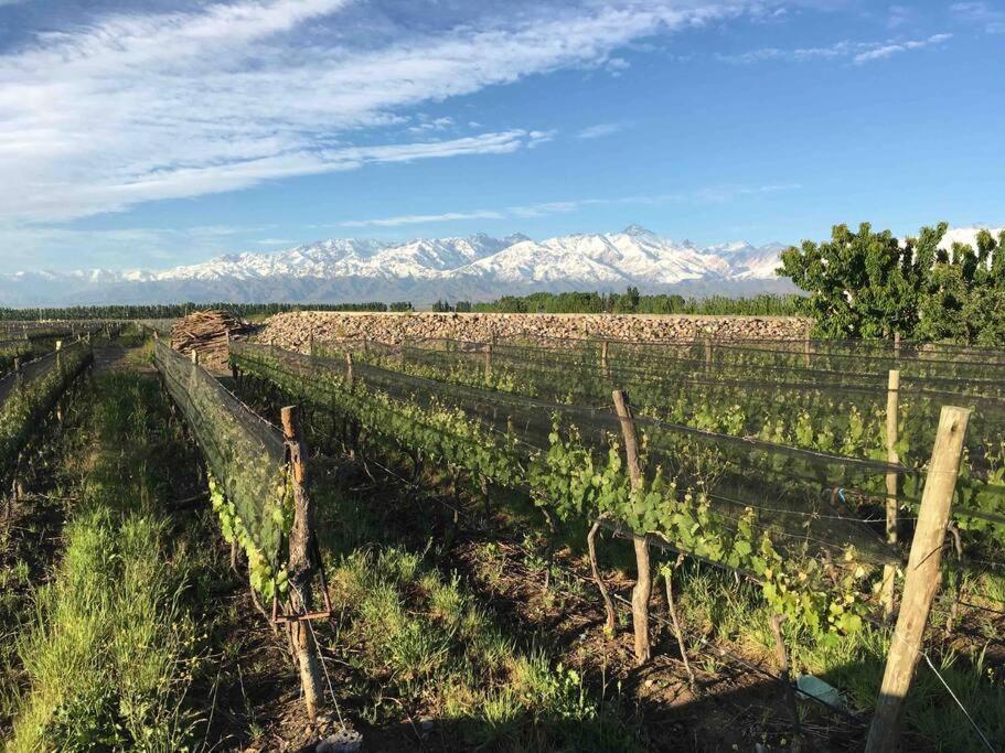 Calivista Vineyard