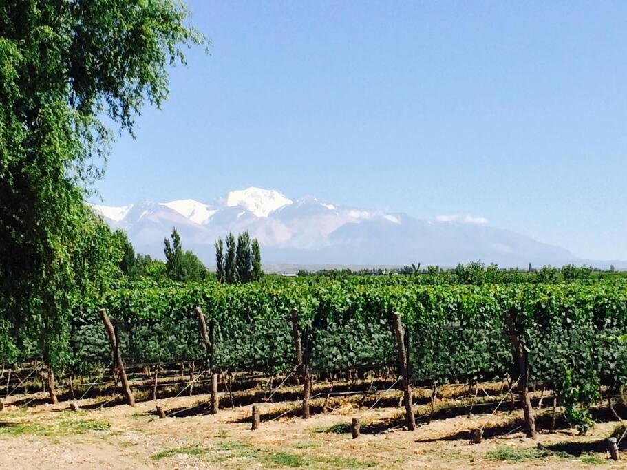 Calivista Vineyard