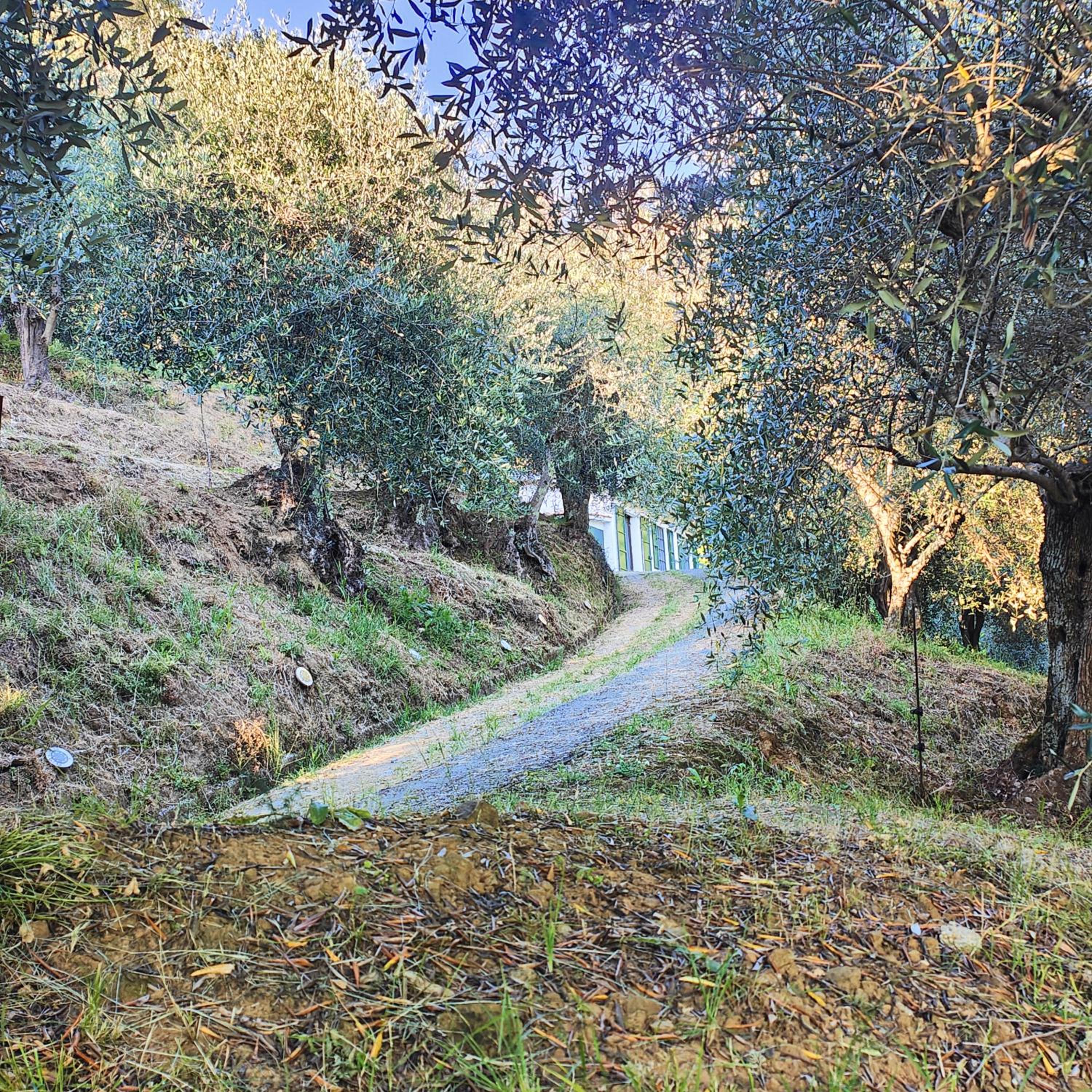 Massaciuccoli Romana