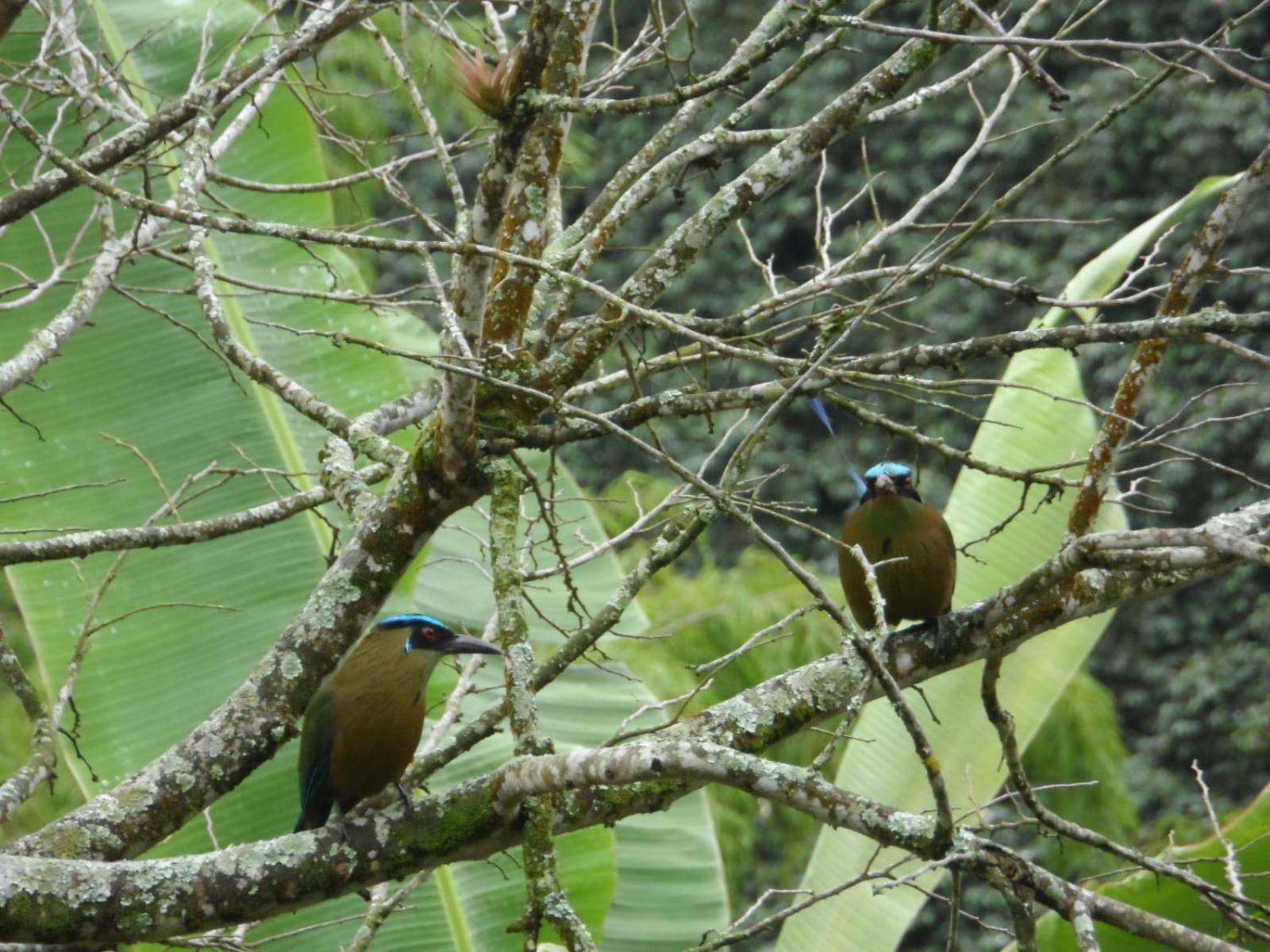 Cabaña el Ensueño (GUADUA, BAMBU)