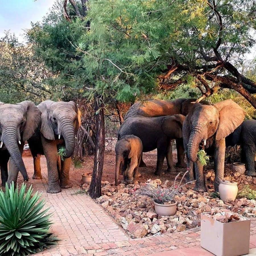 Bush Dream, Mabalingwe view 3