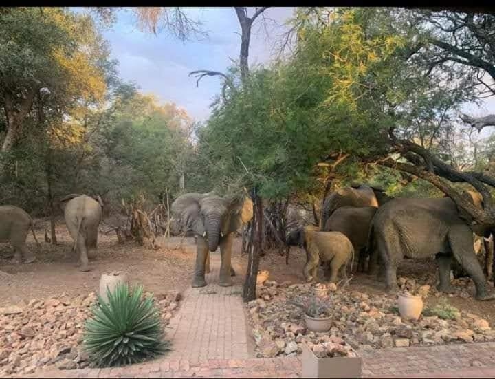 Bush Dream, Mabalingwe view 2