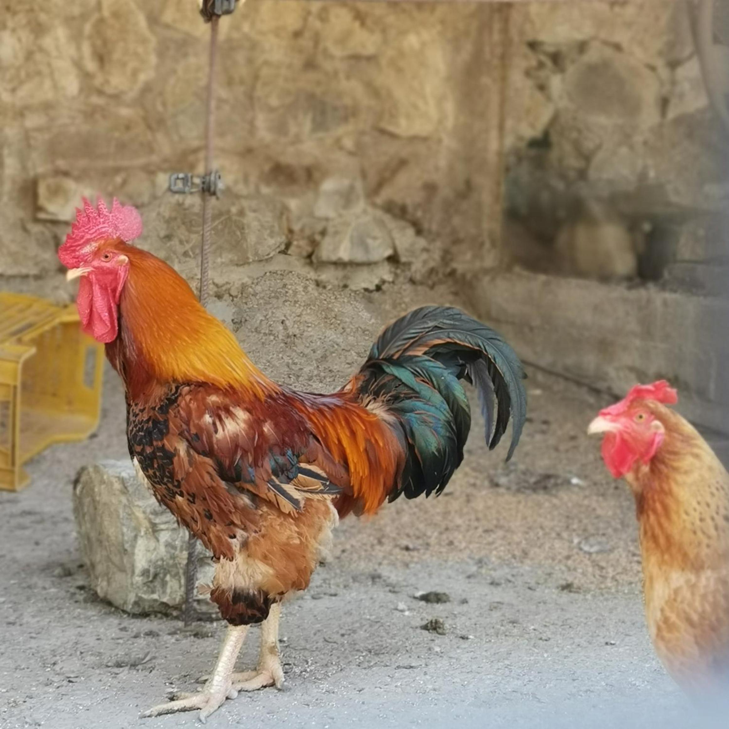 Fattoria Tolomei