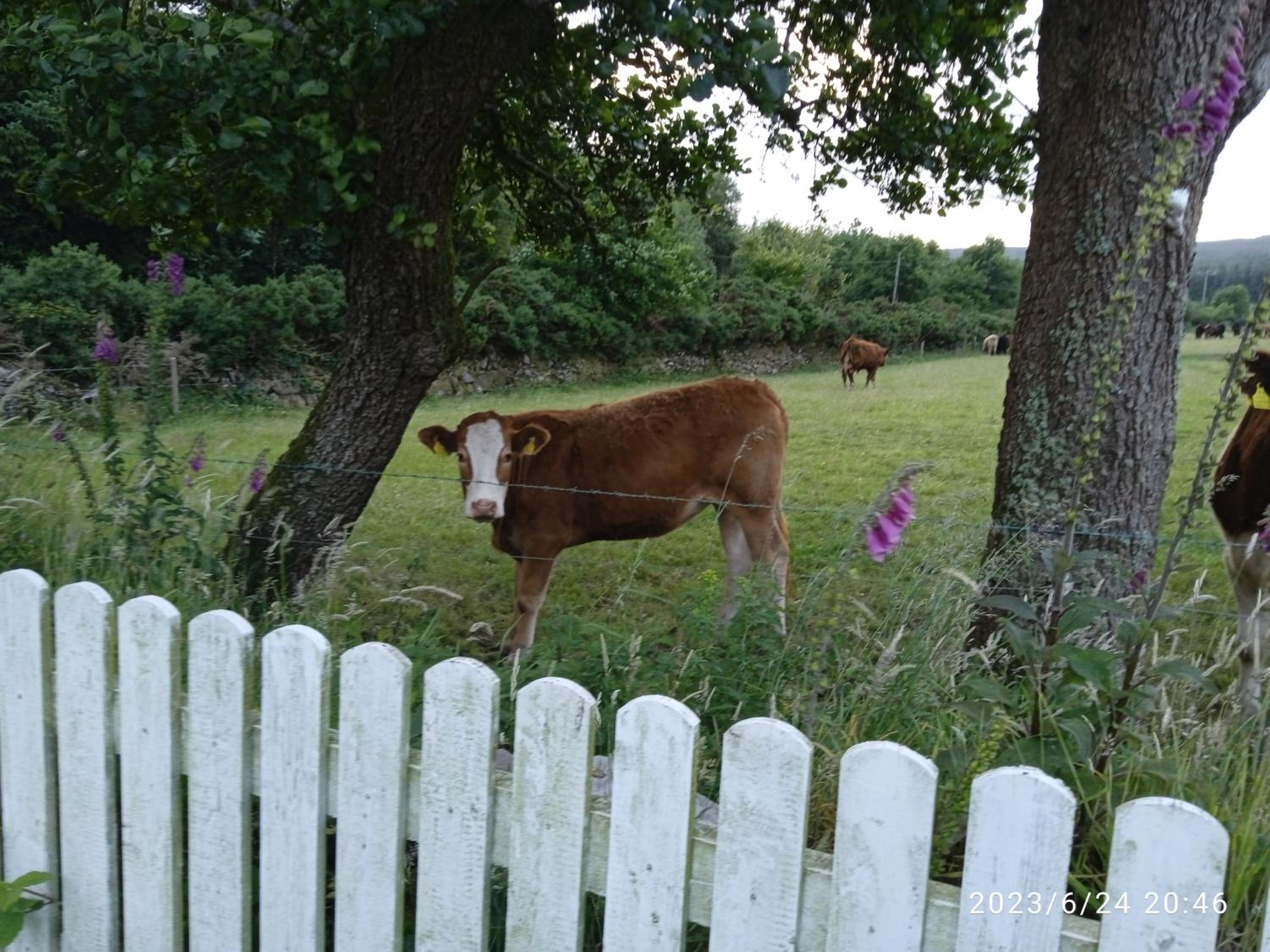 Nire Valley Cottage