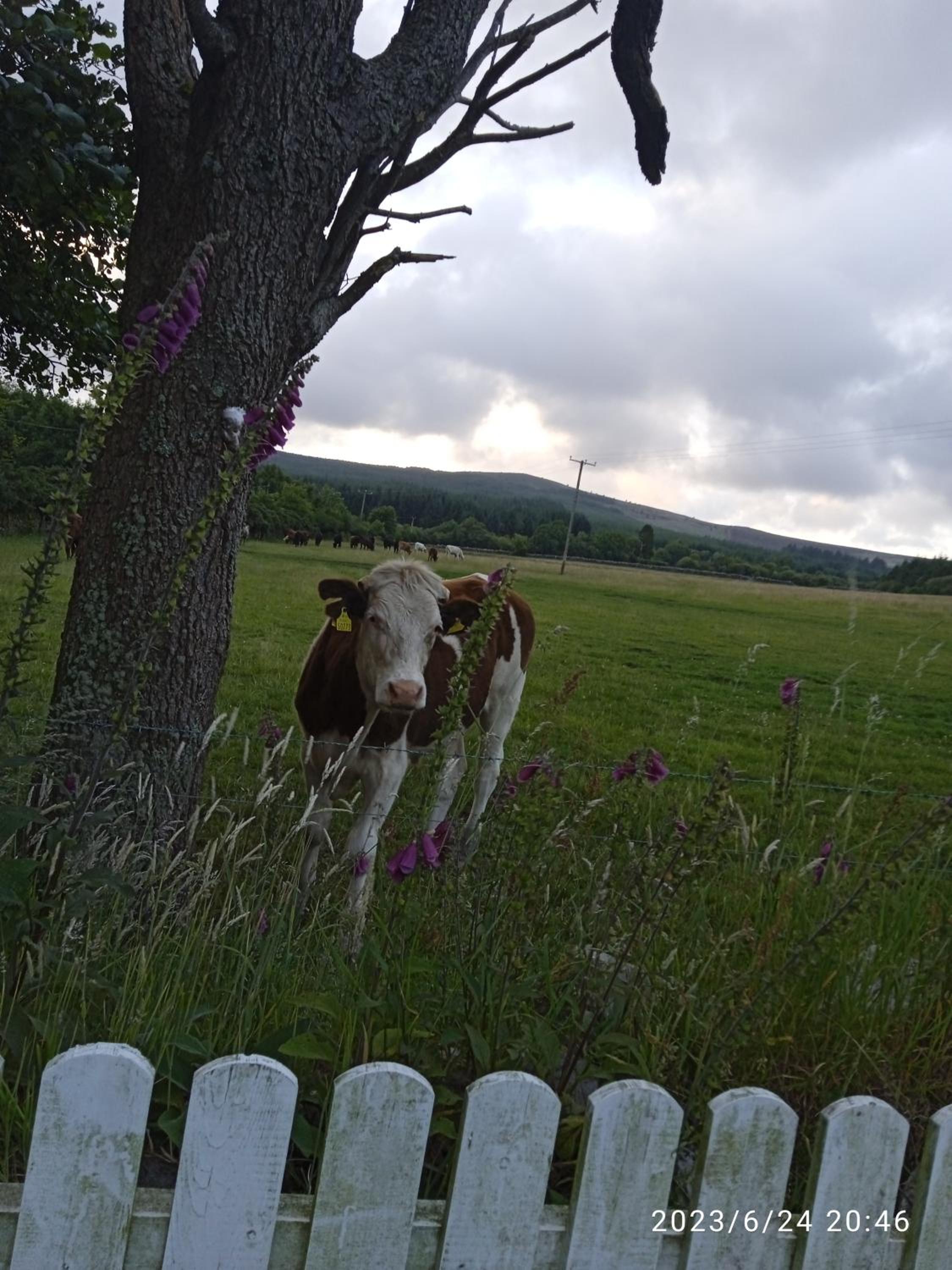 Nire Valley Cottage