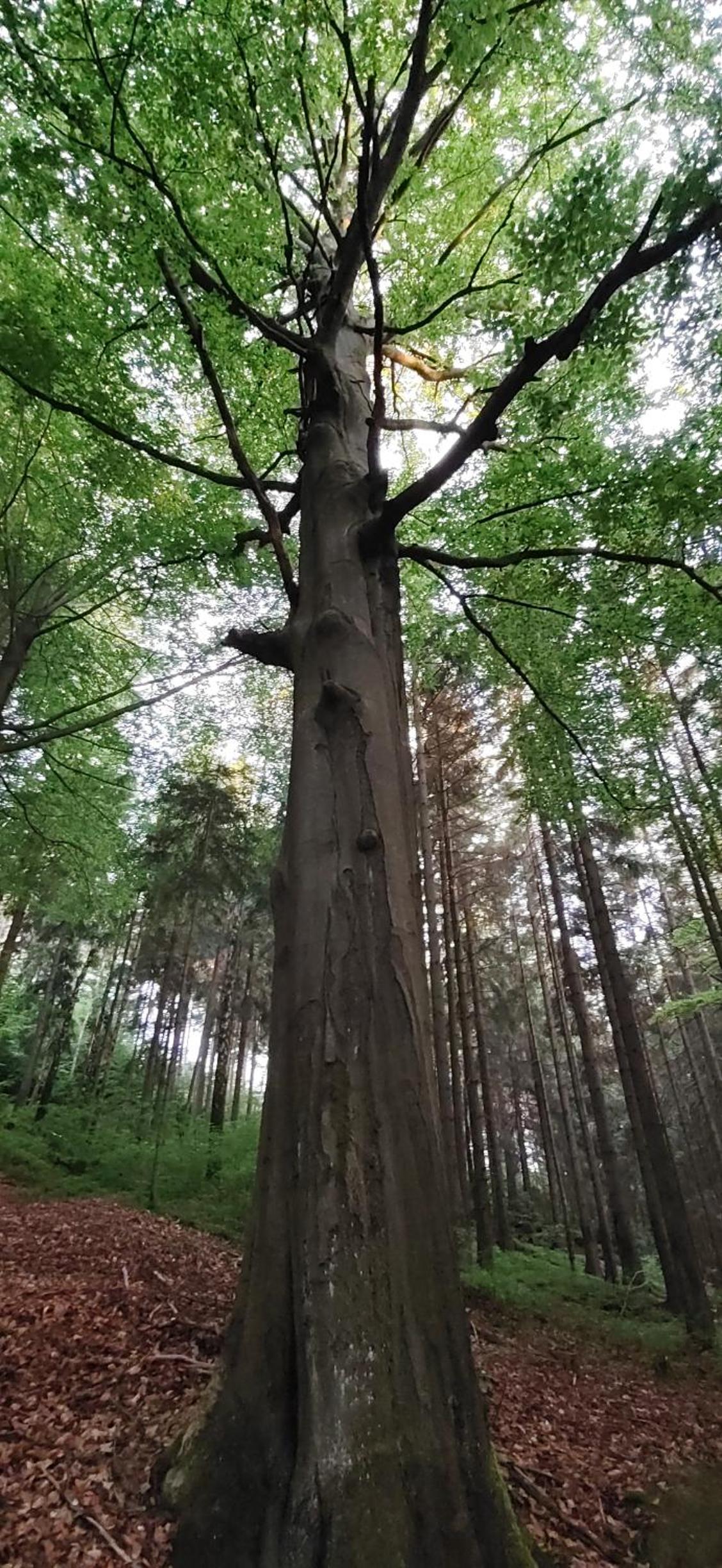 Nový apartmán v klidu Jizerek