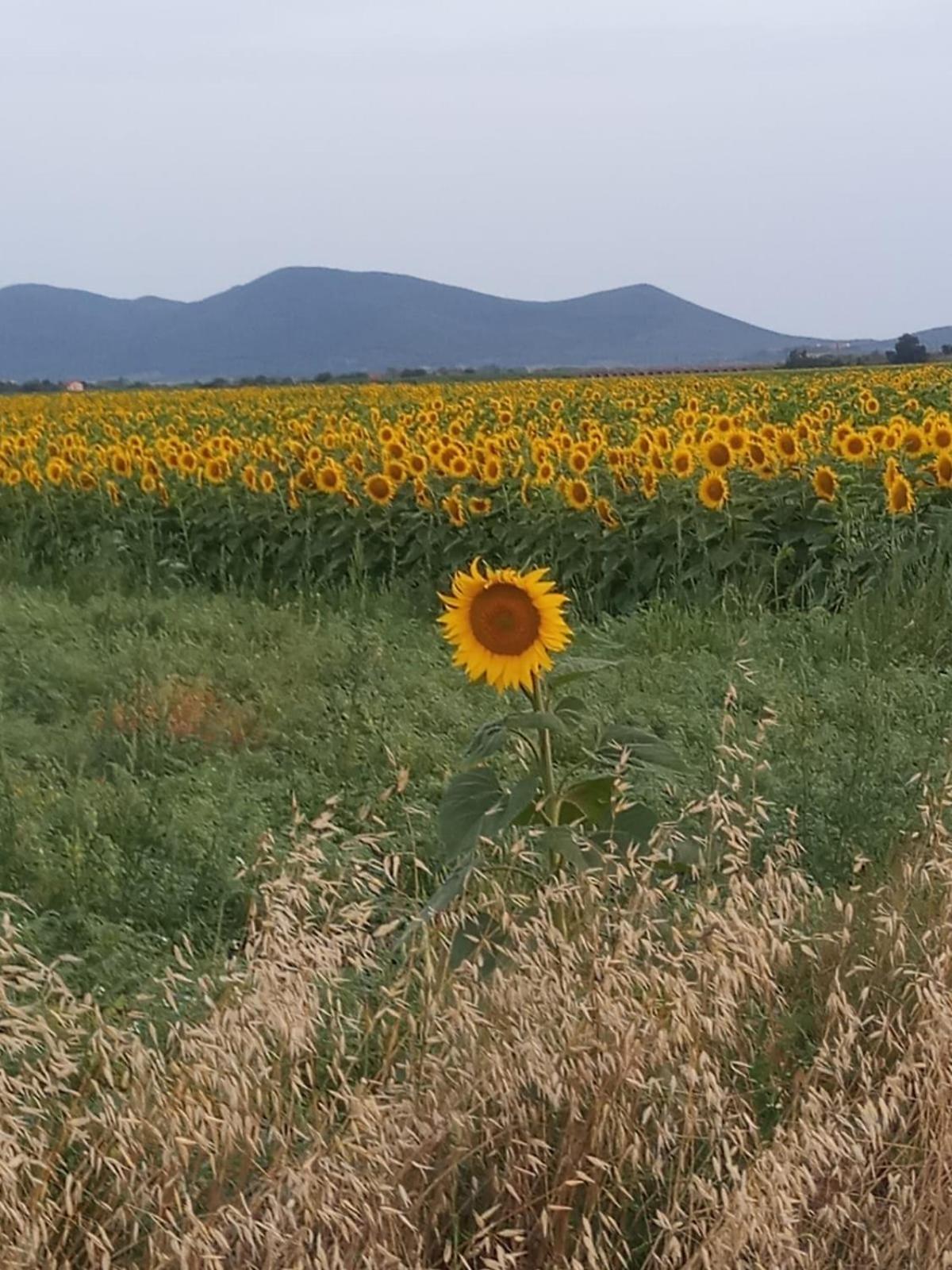 Podere Feltrino