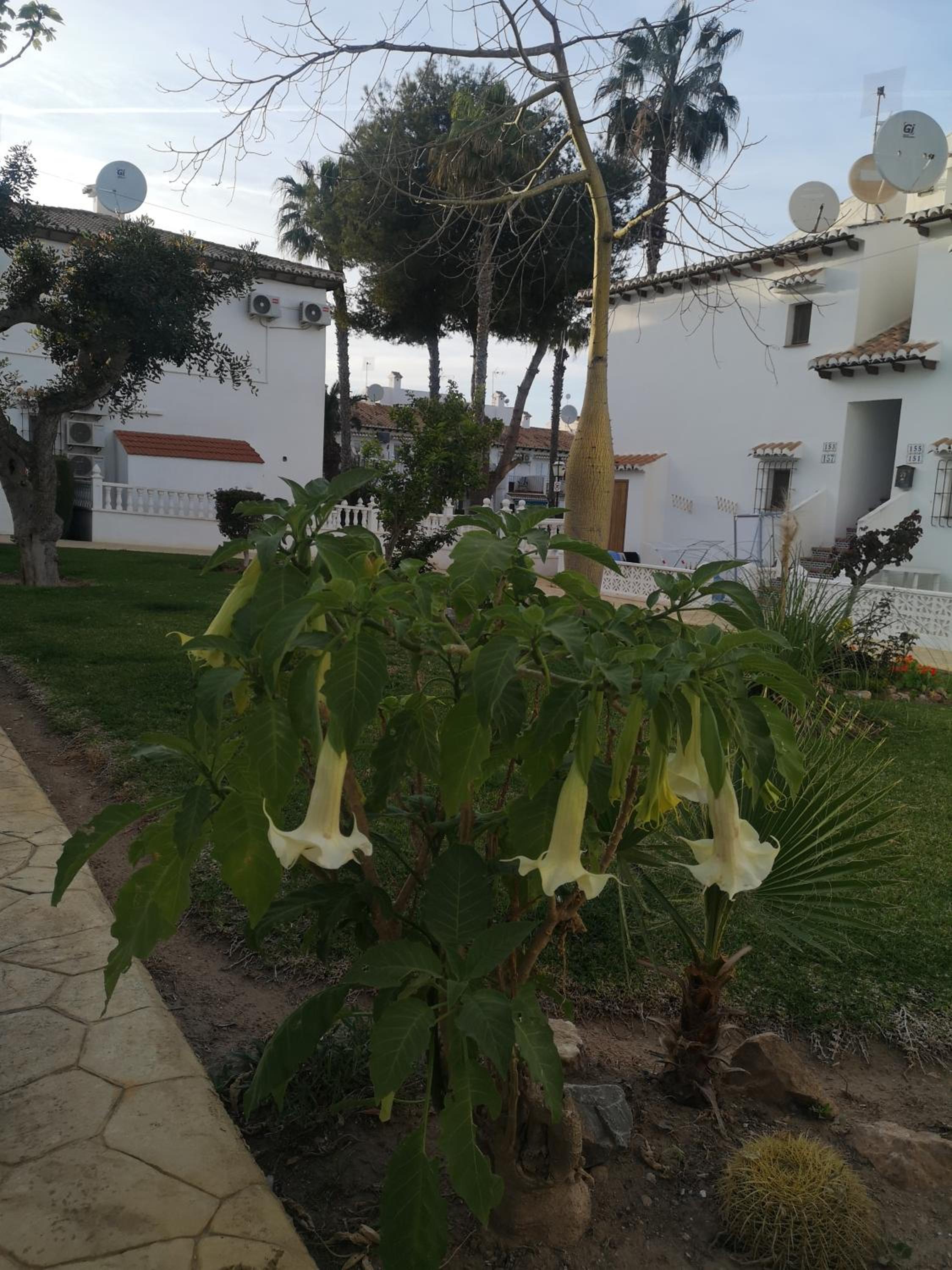 Spanish style apartment with terrace Torrevieja