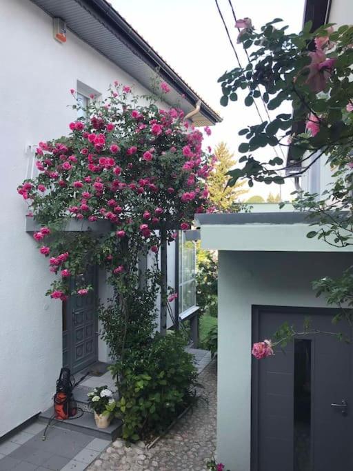 Downtown House with garden