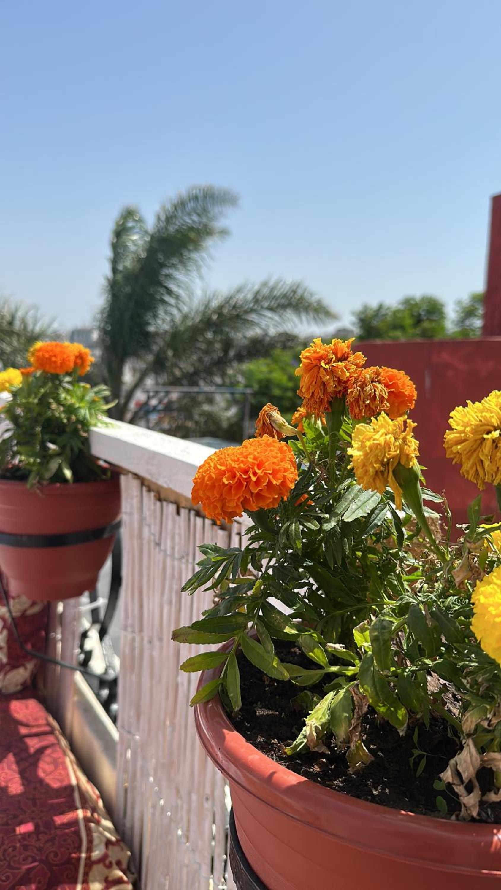 Hotel House with sea view in Kasbah - Image 1