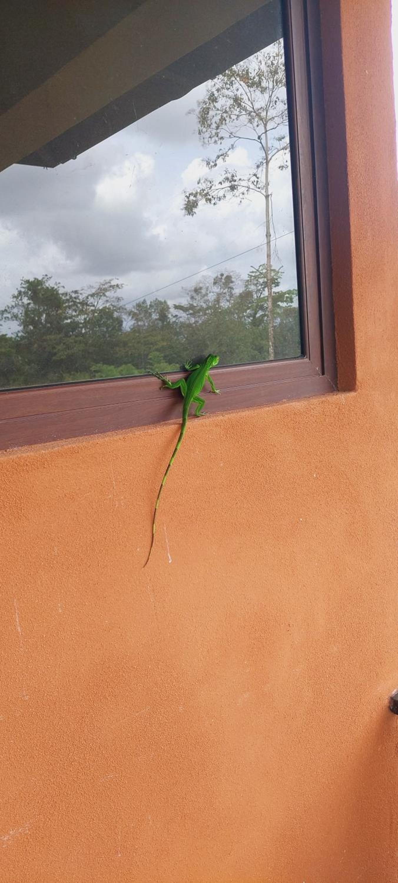 Green Leaf House