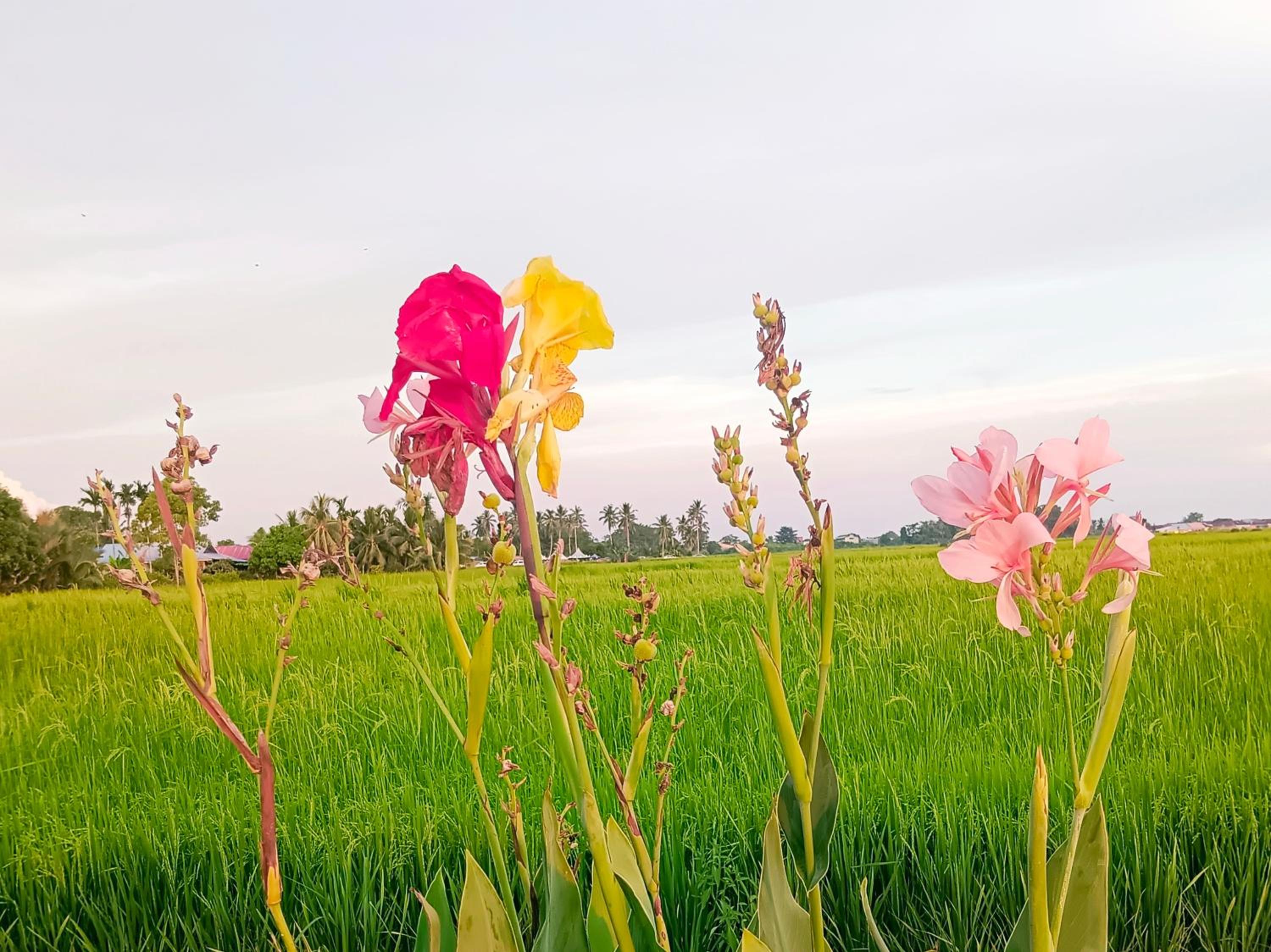 Kurau Inn Boutique Farmstay