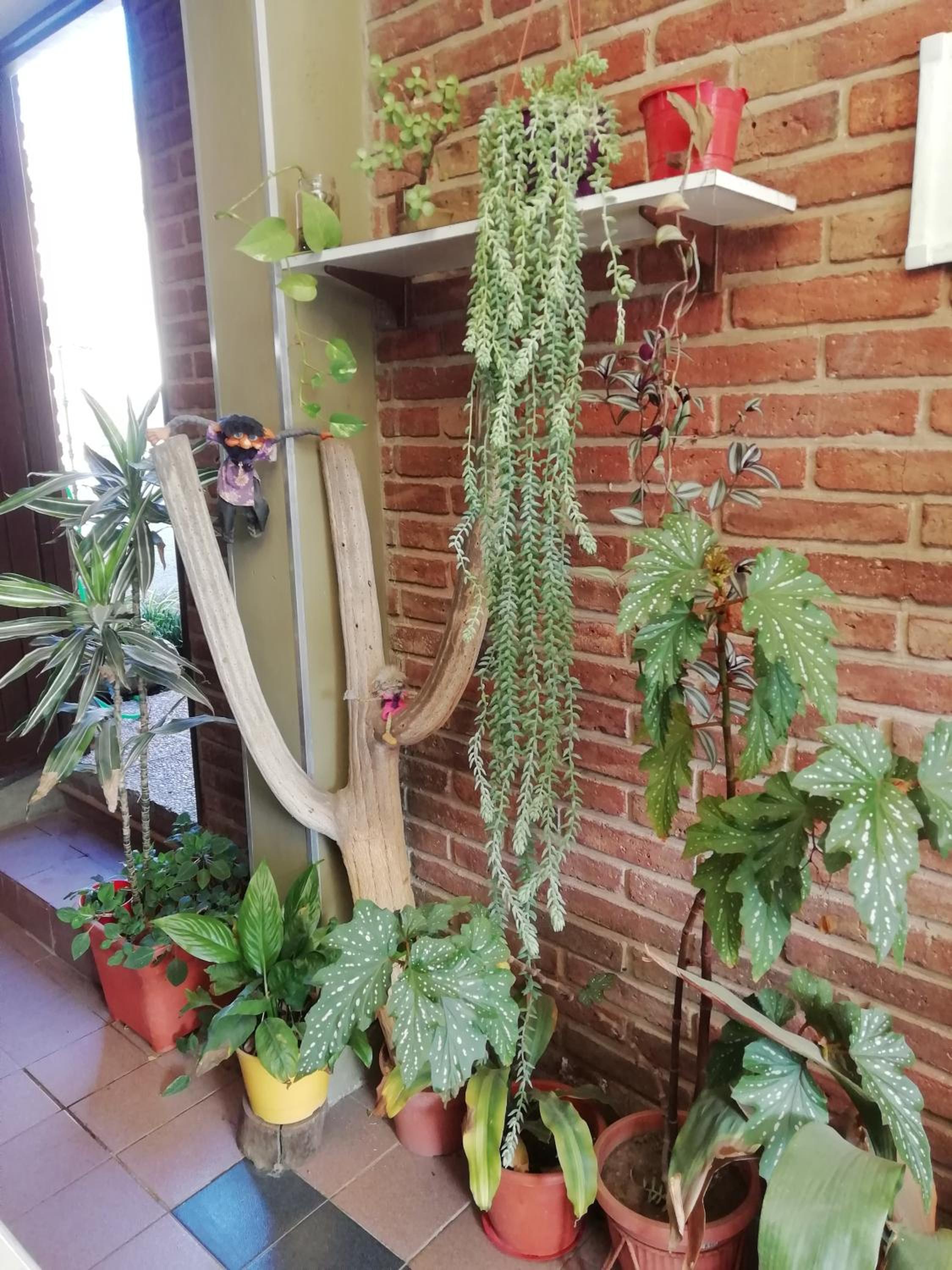 La casa de Lily