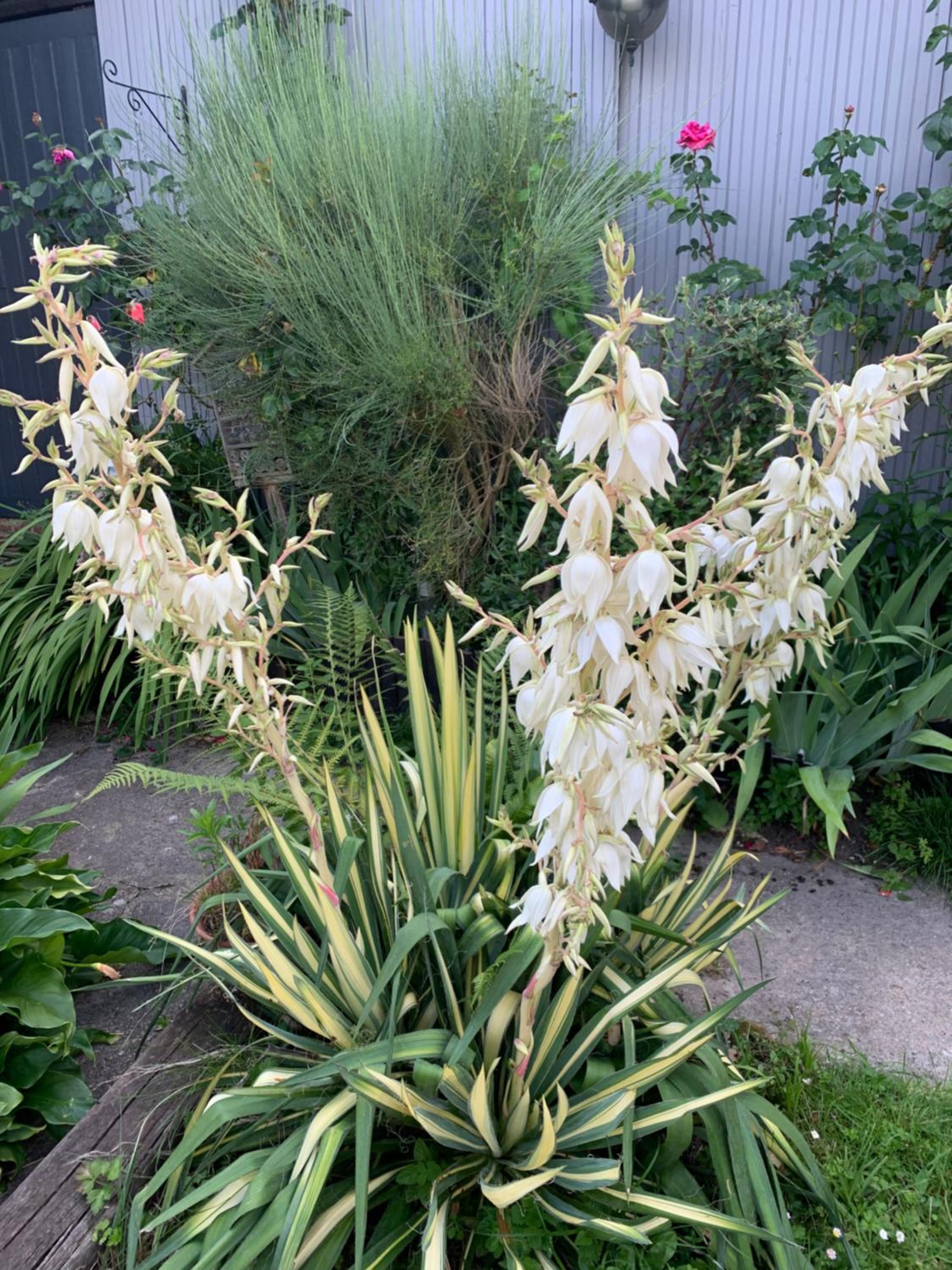 Dom’s Garden view 2