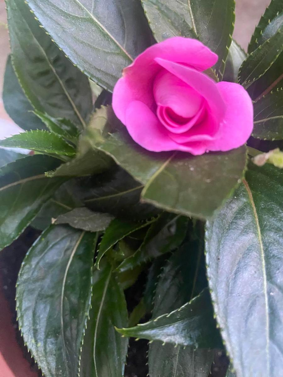 Photo 42