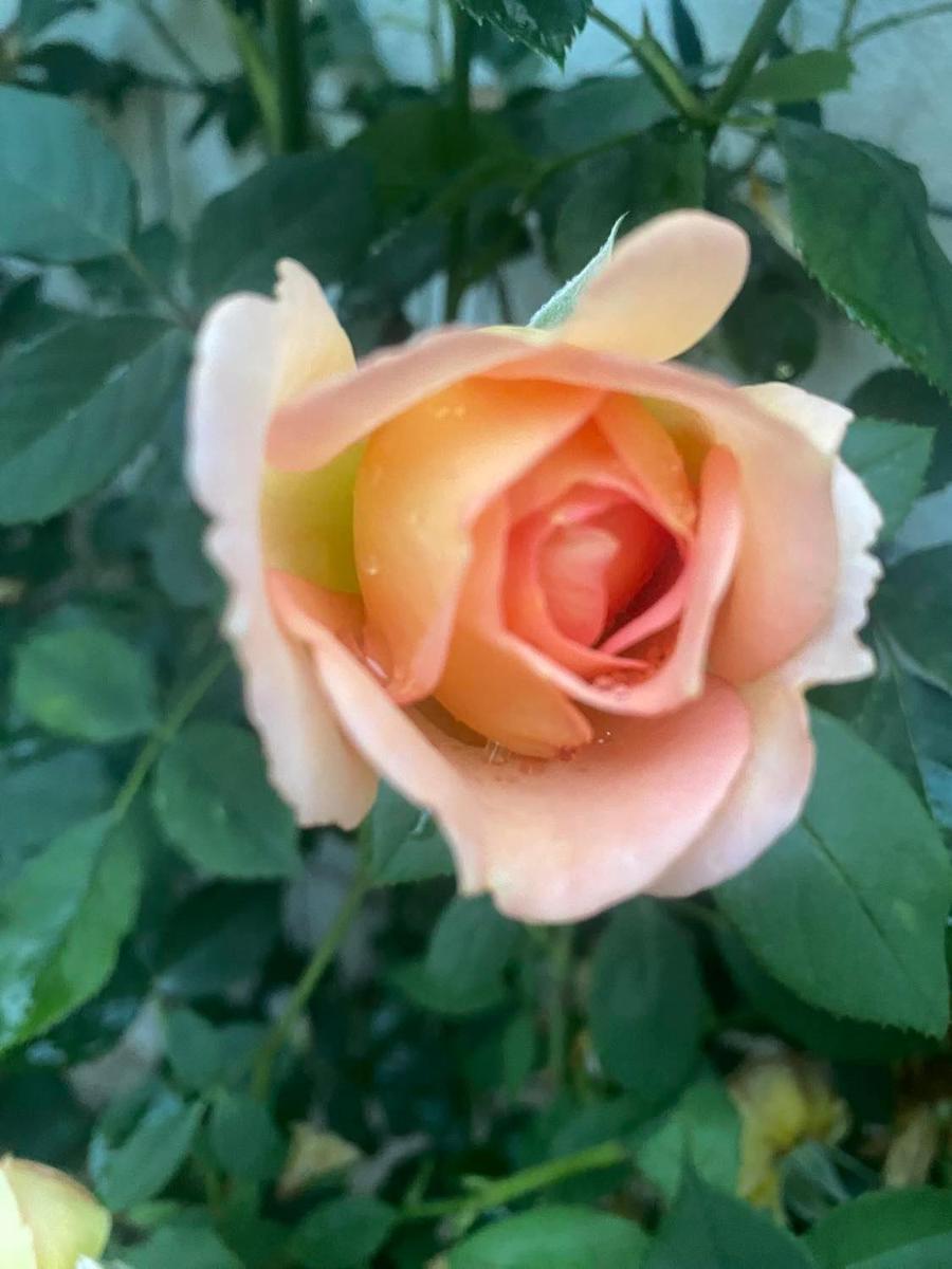 Photo 45