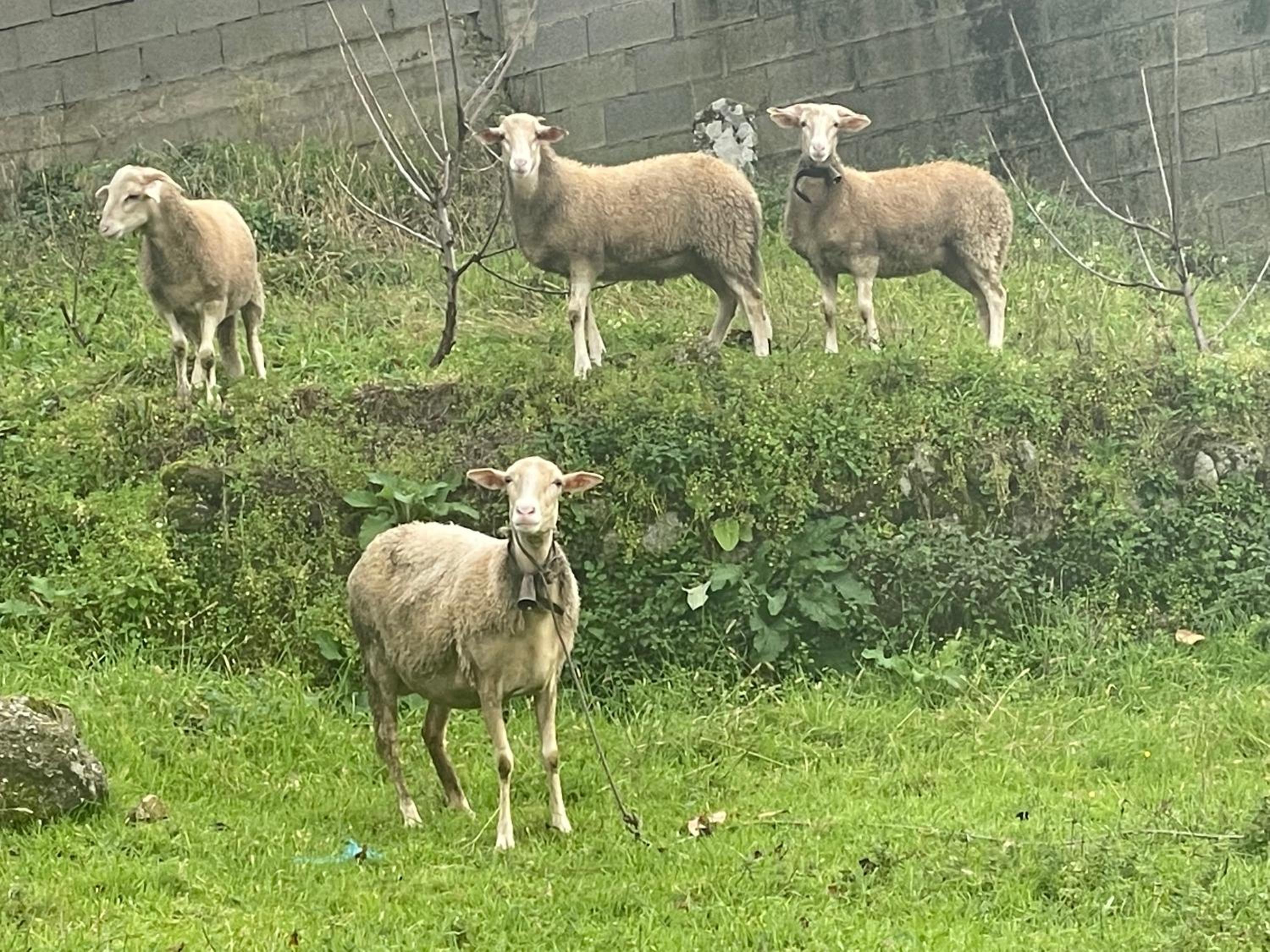 Photo 106