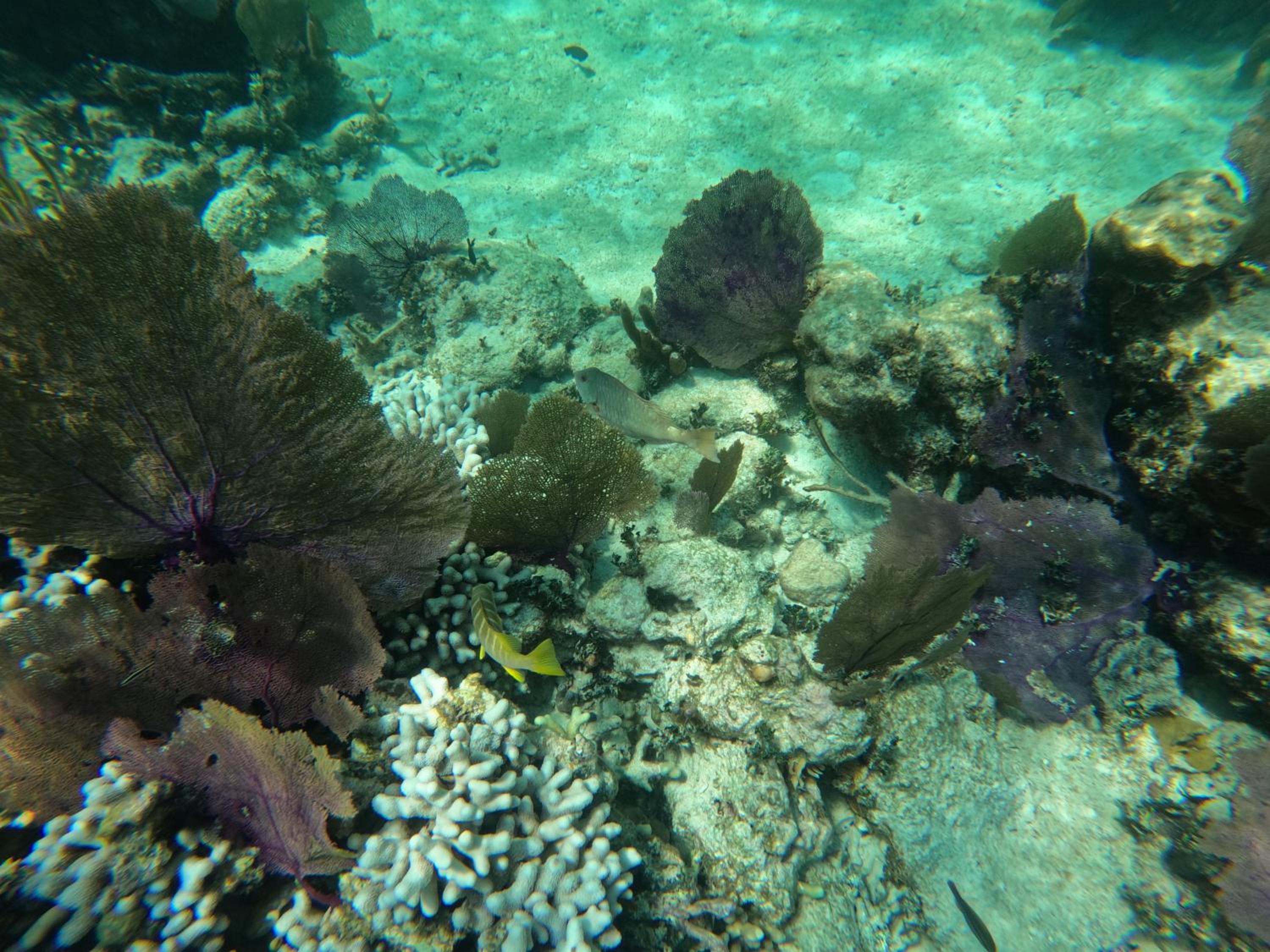 The Coral Casa