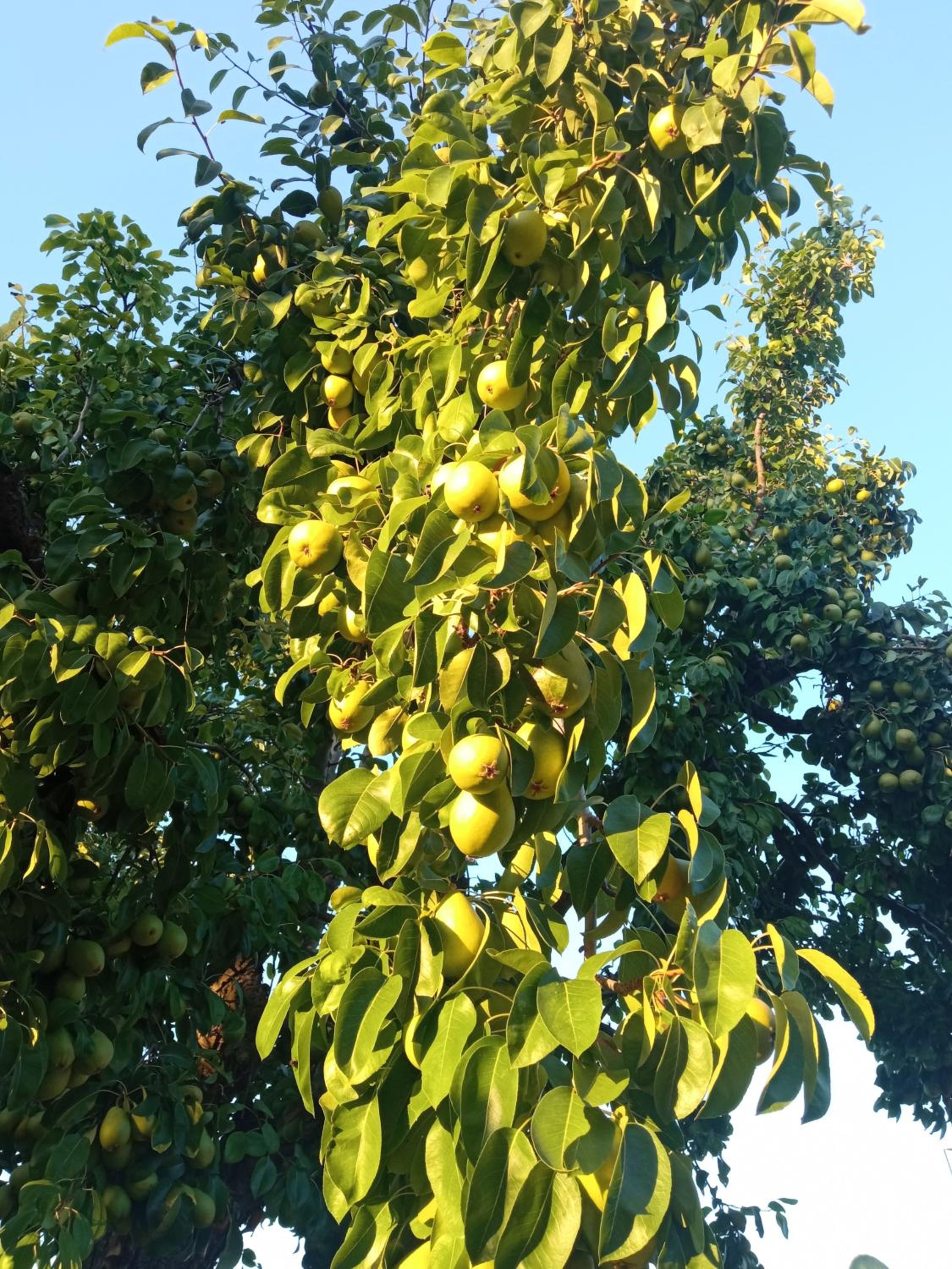 Finca DeNuñez