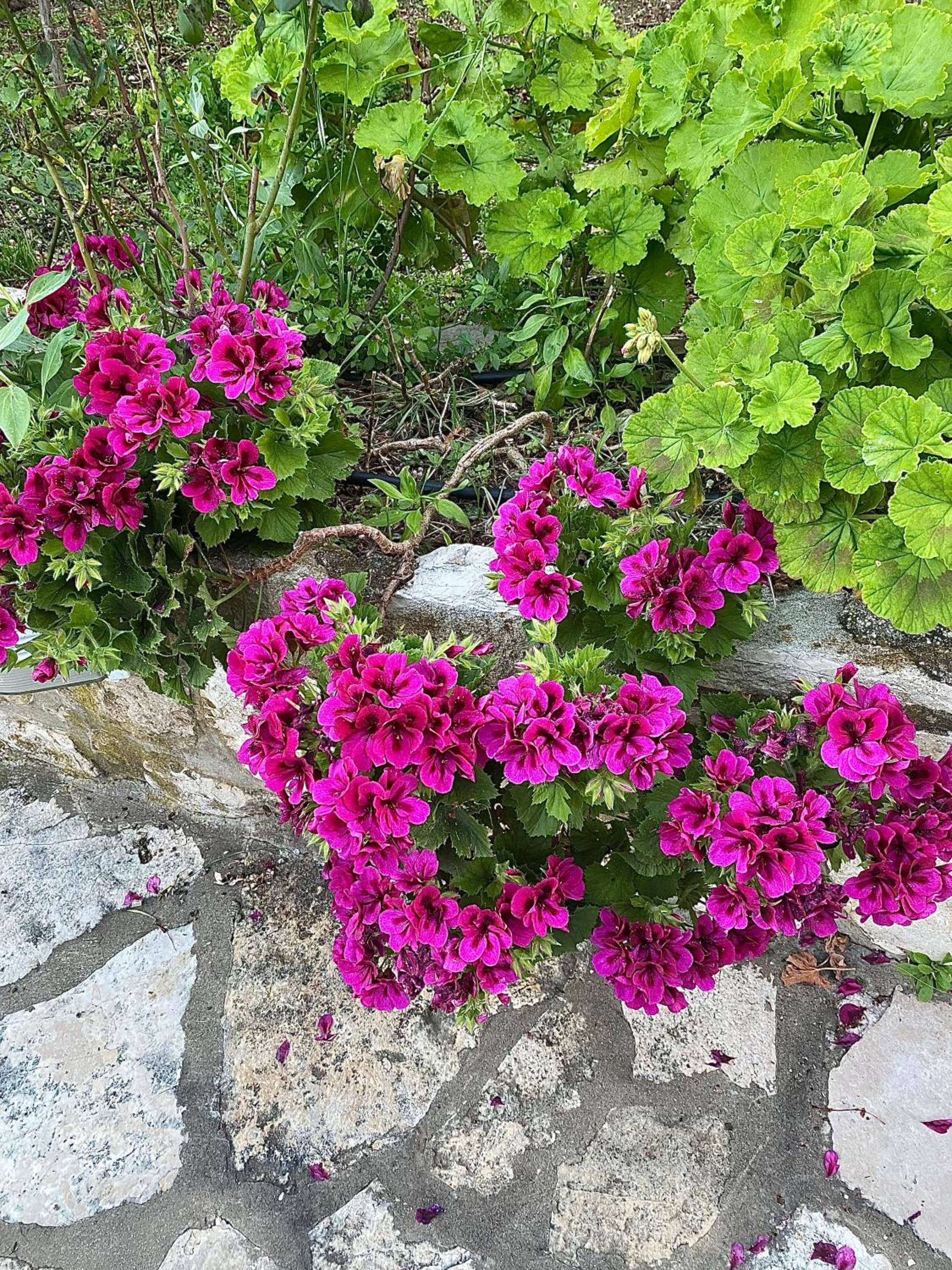 Photo 52