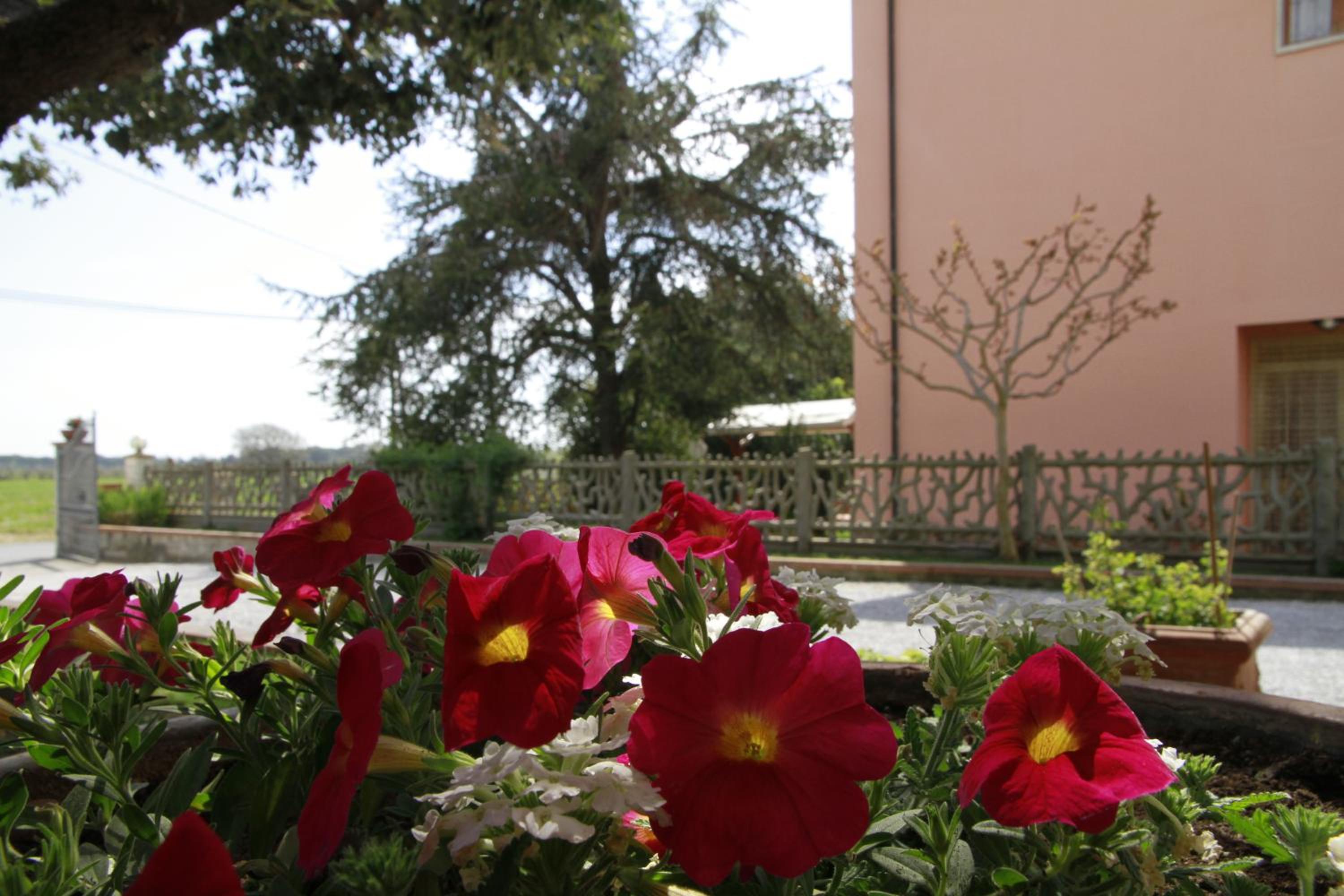 La Mimosa
