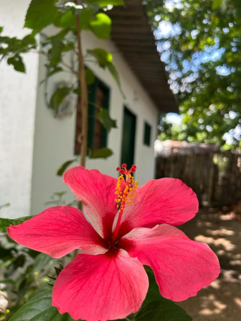 Casa Palomino Flor