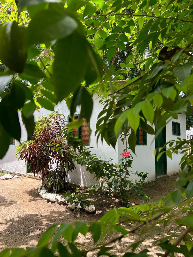 Casa Palomino Flor