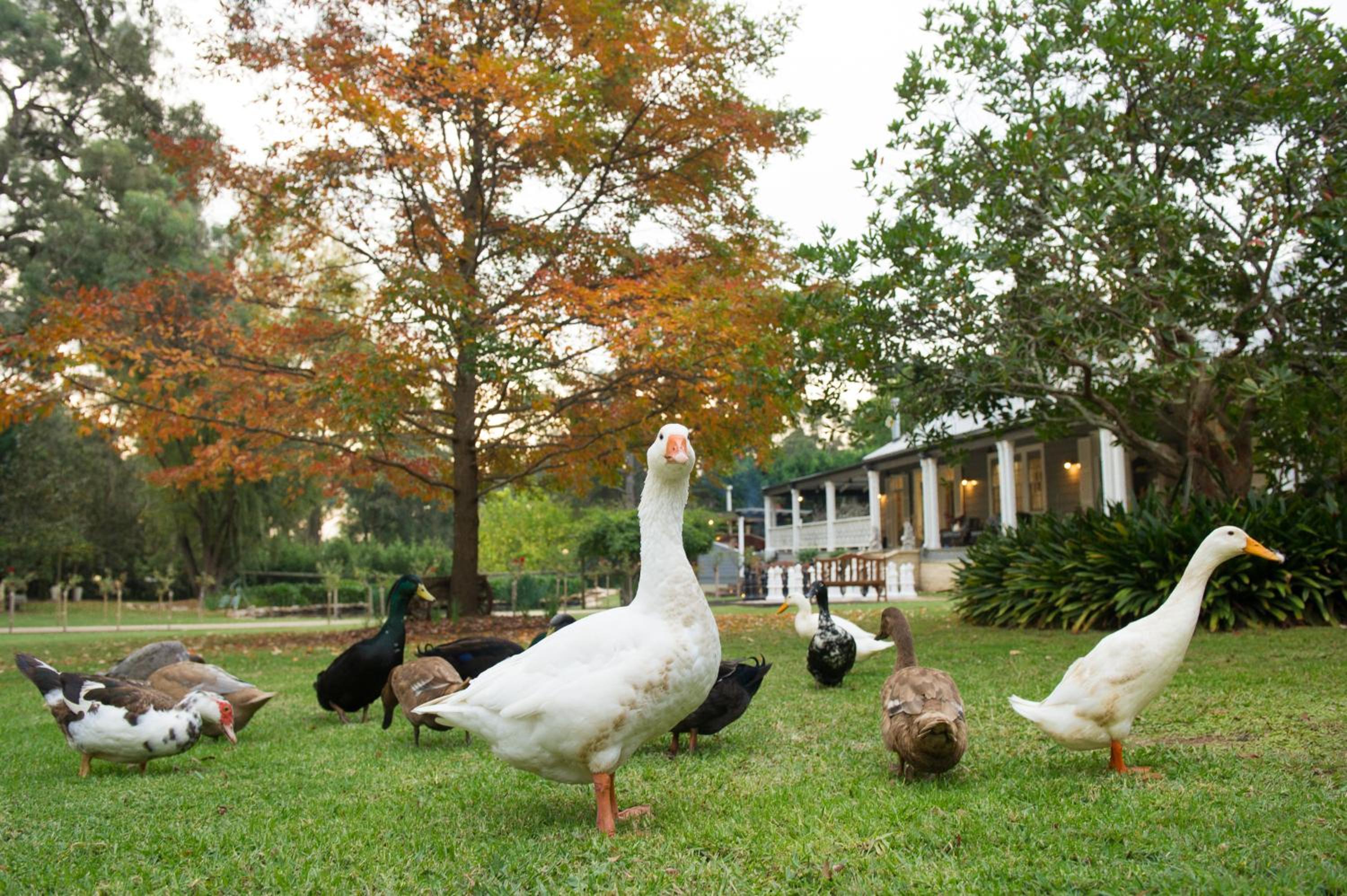 Kalinya Estate Platinum- Homestead, Lodge & Barn- up to 34 guests