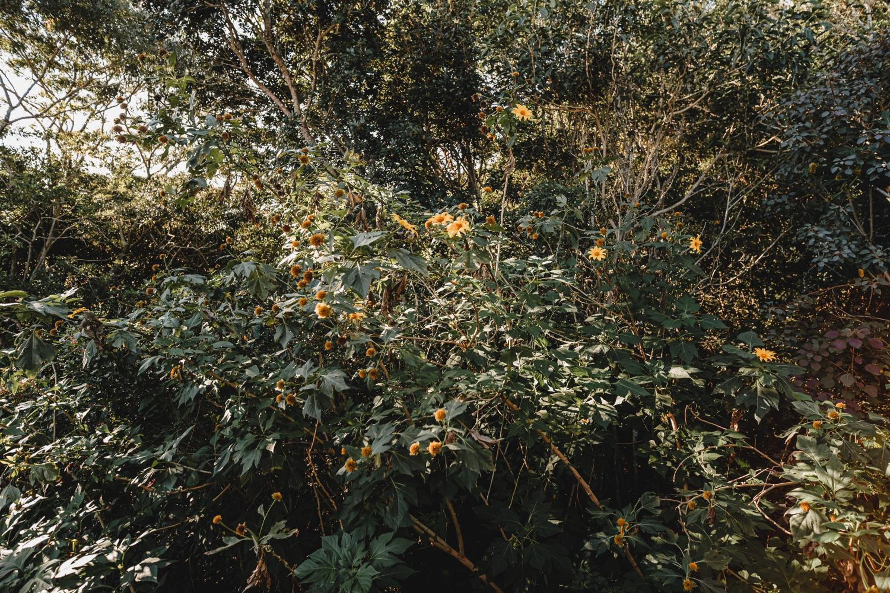 Pousada Colina Verde
