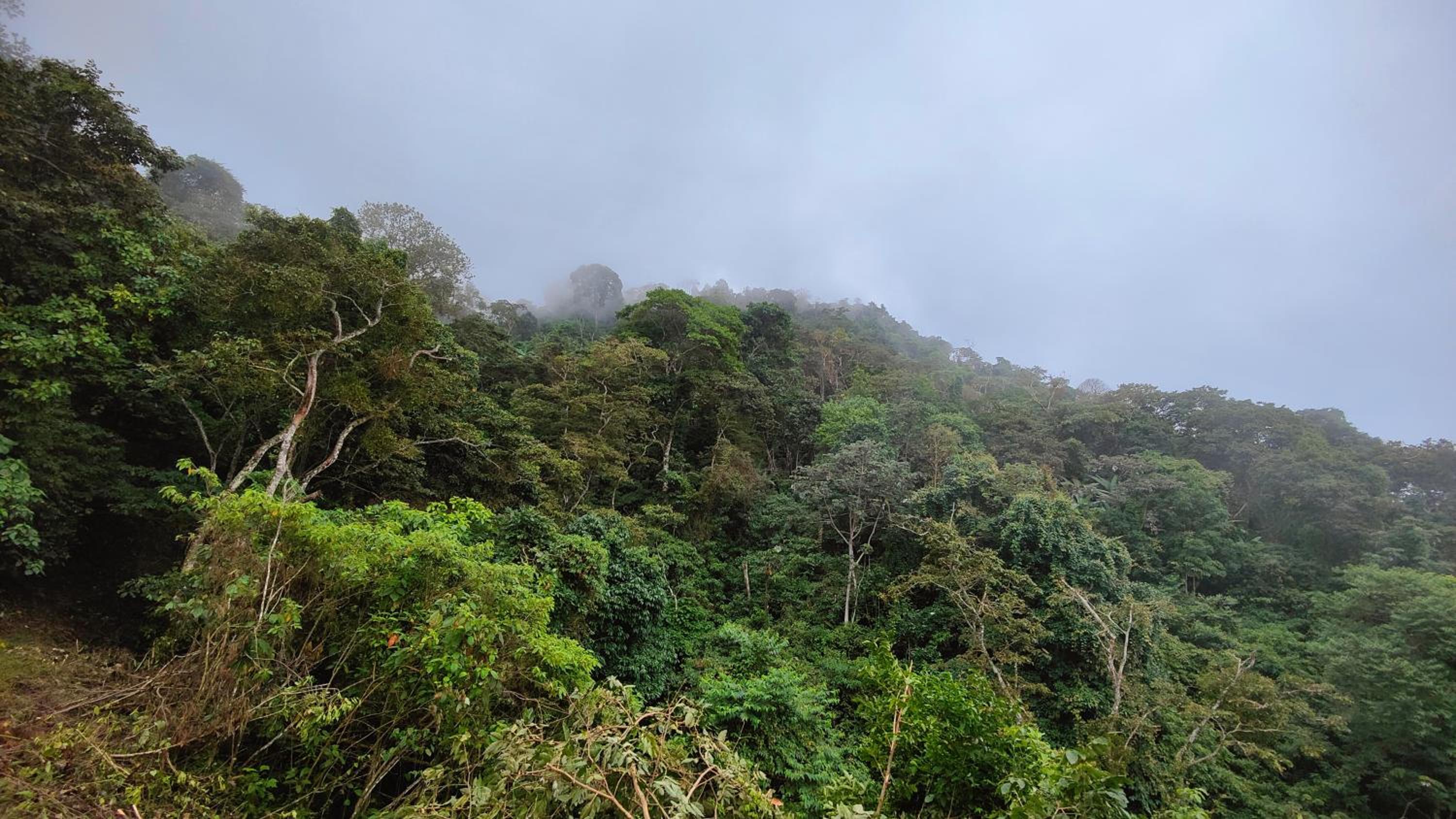 Minca Sintropia - Sustainable Lodge & Organic Coffee Finca