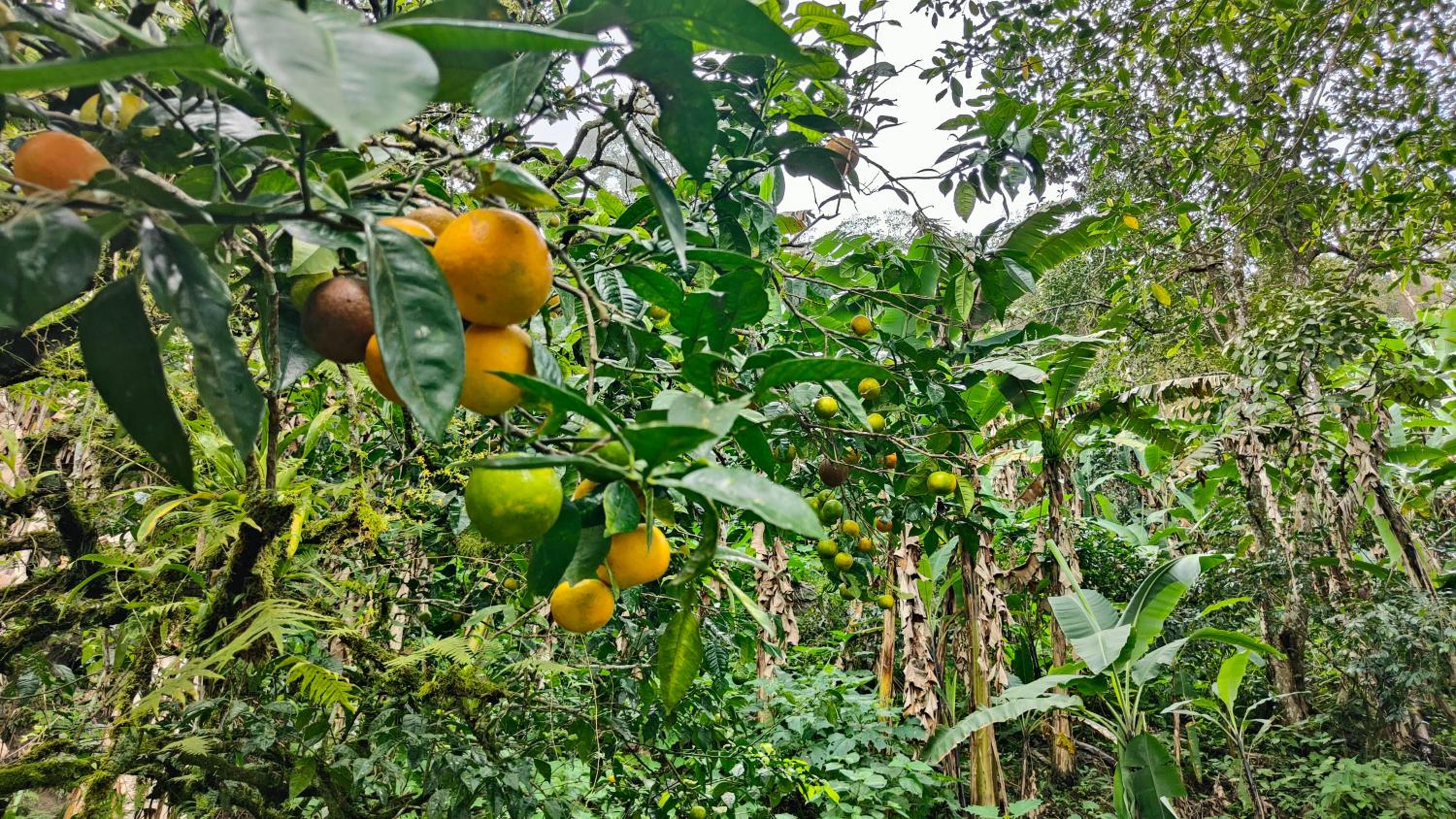 Minca Sintropia - Sustainable Lodge & Organic Coffee Finca