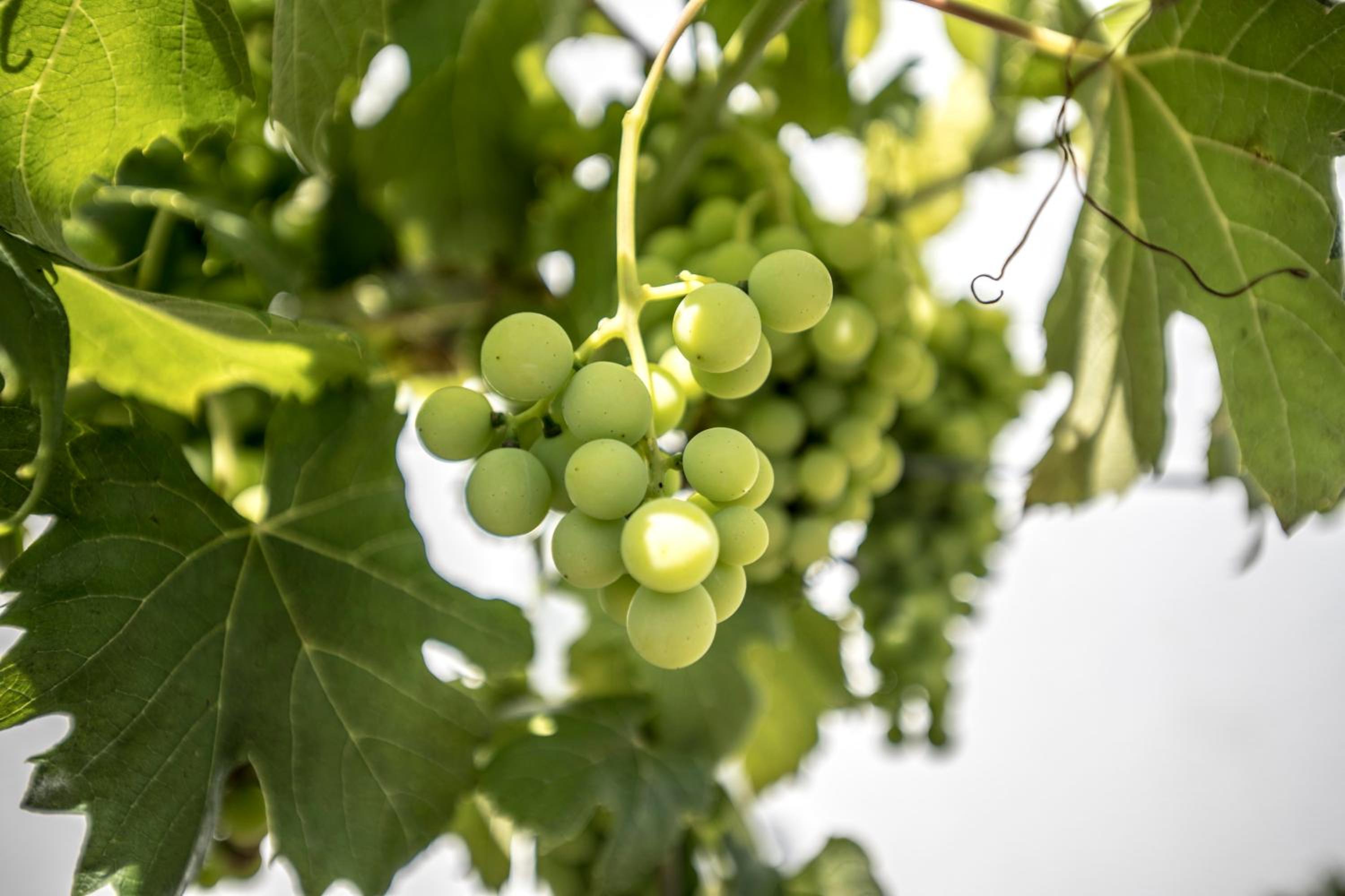 Quinta Do Pomar Pomar Farm