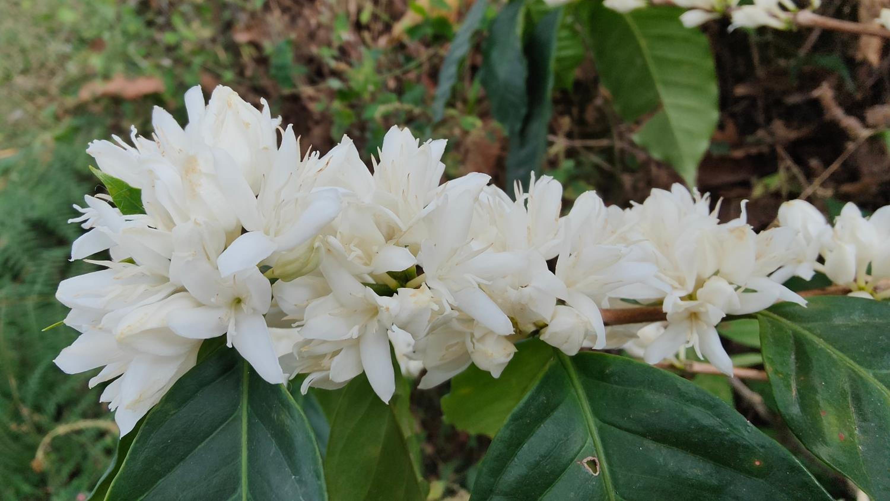 Minca Sintropia - Sustainable Lodge & Organic Coffee Finca