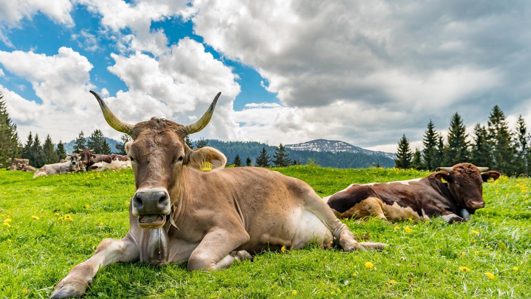 Vital Lodge Allgäu
