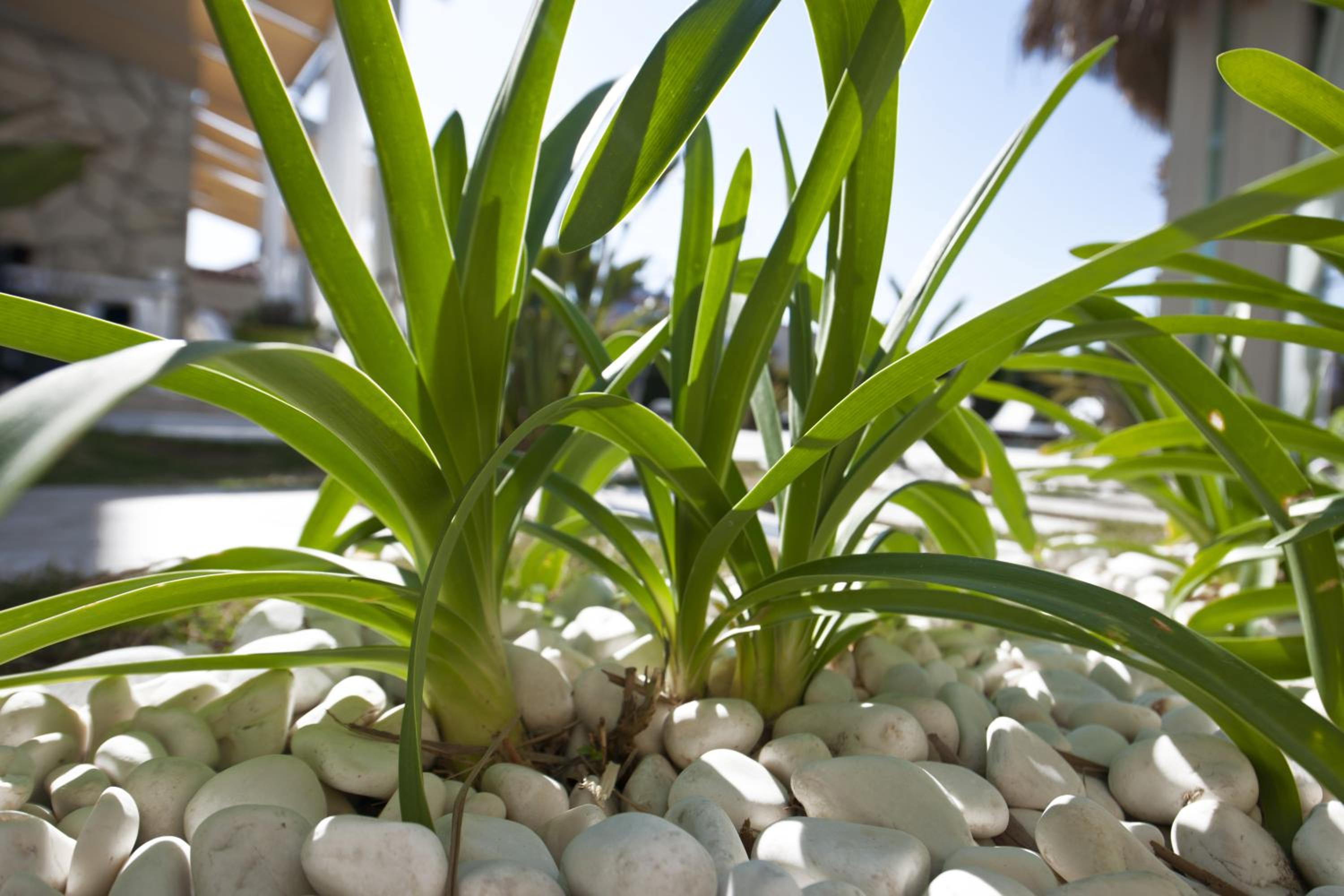 Sade Alacati Hotel