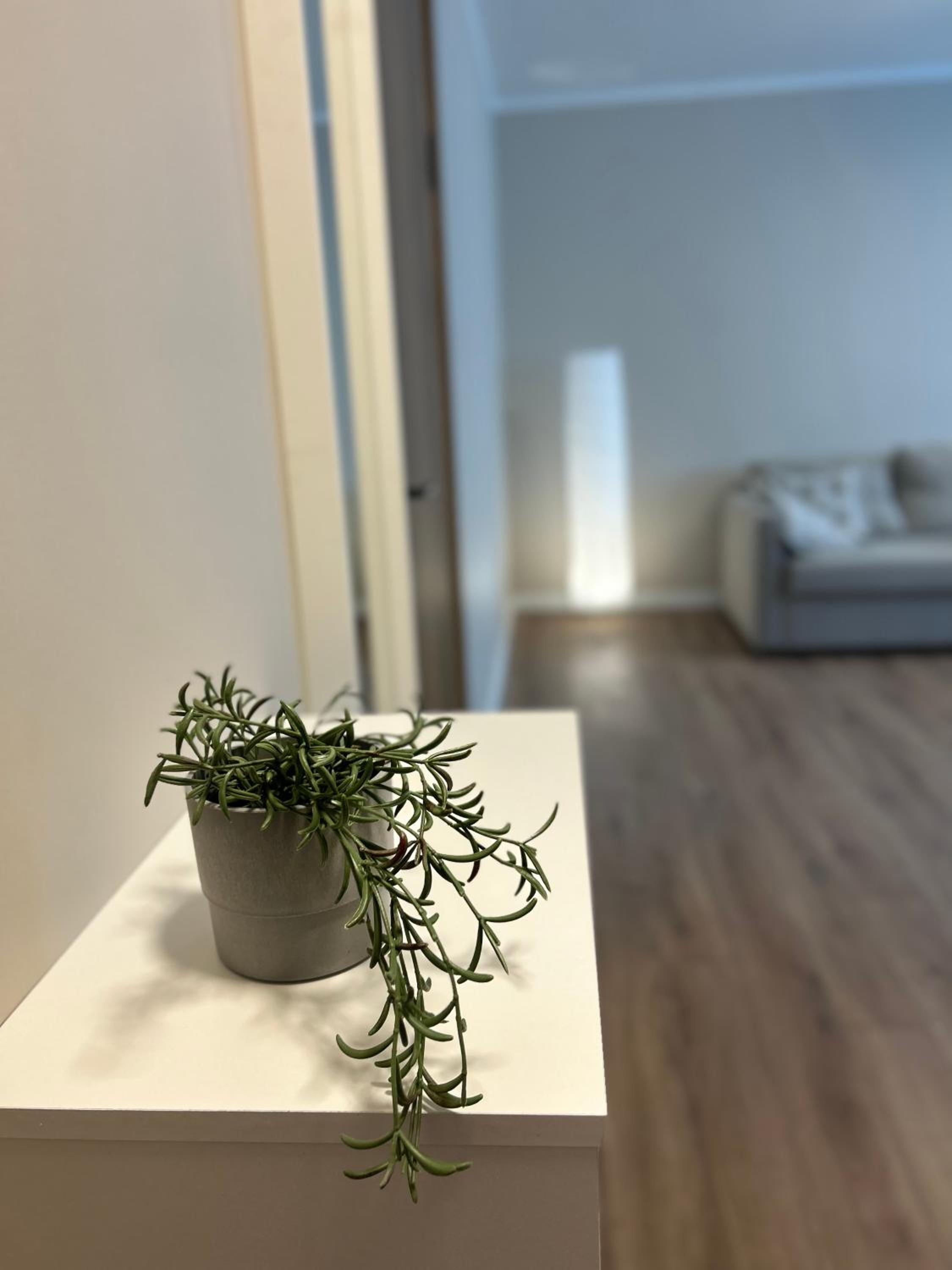 Skandi Appartments in Saldus city center