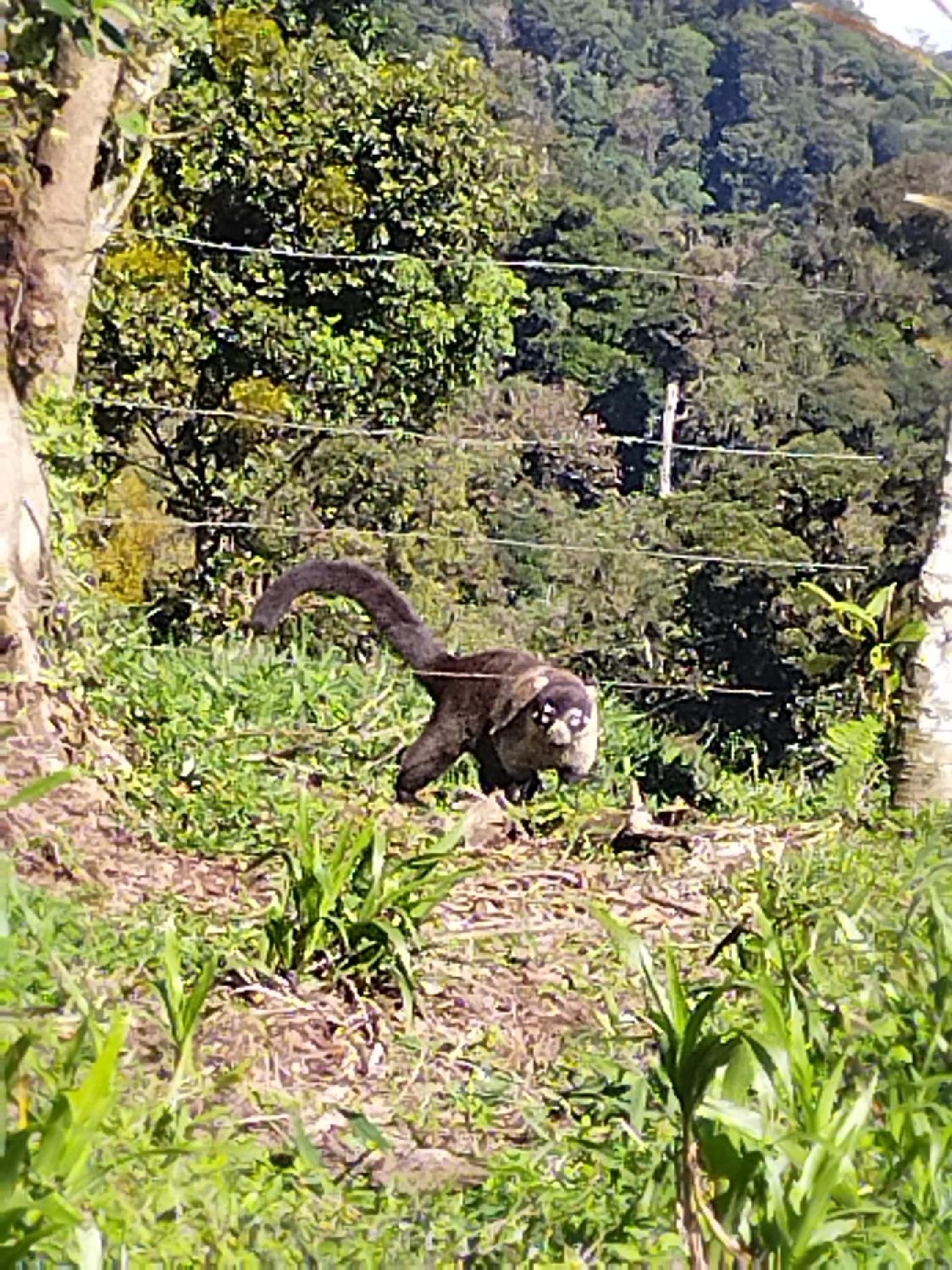 Hospedaje Bosque del Río