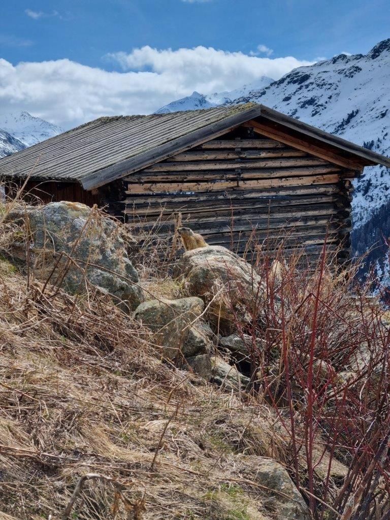 Almhütte Chrisanten Thaya Sölden
