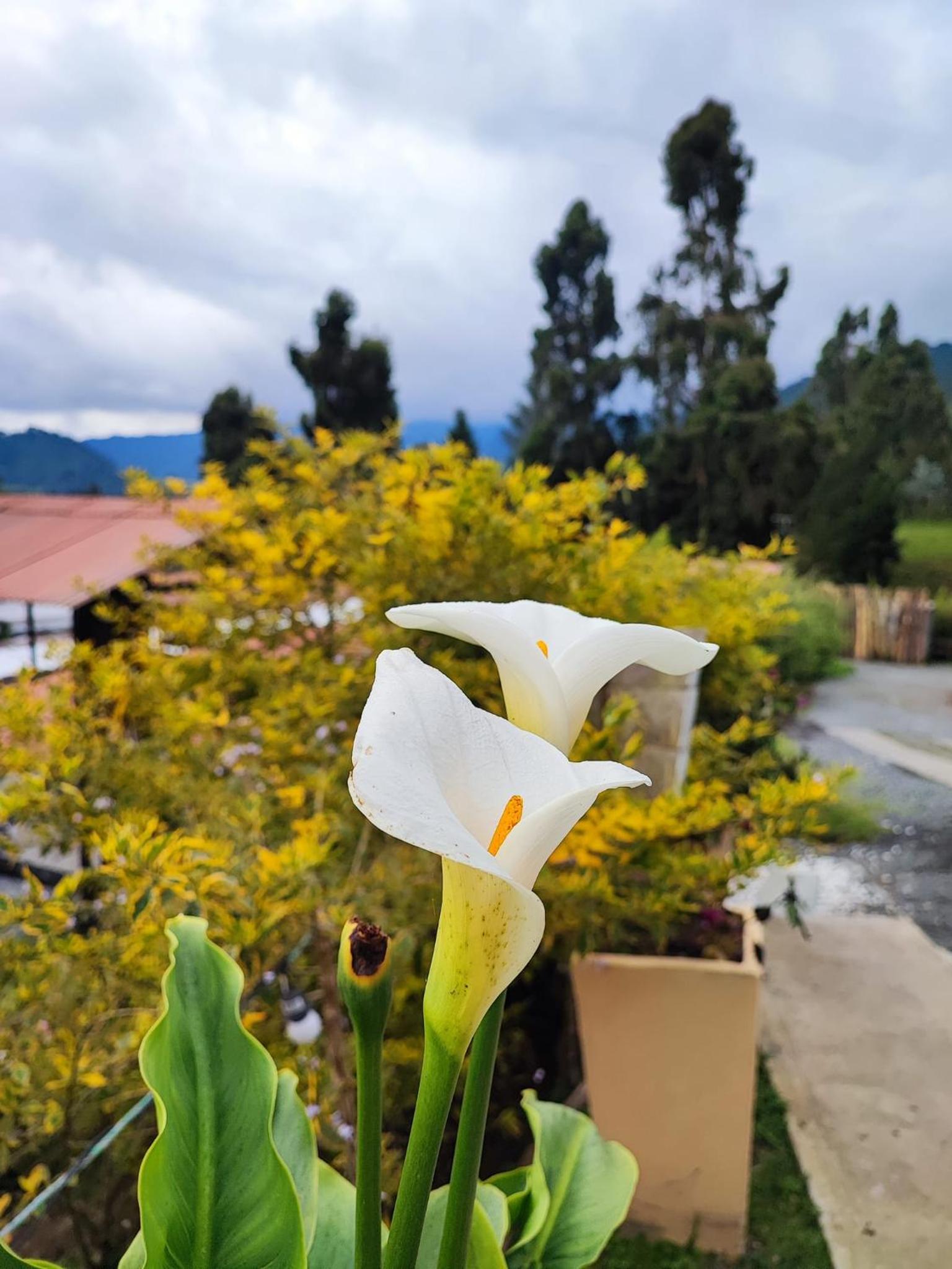 Hotel Cabañas y Chalets lujosos Mágica Luna Manizales