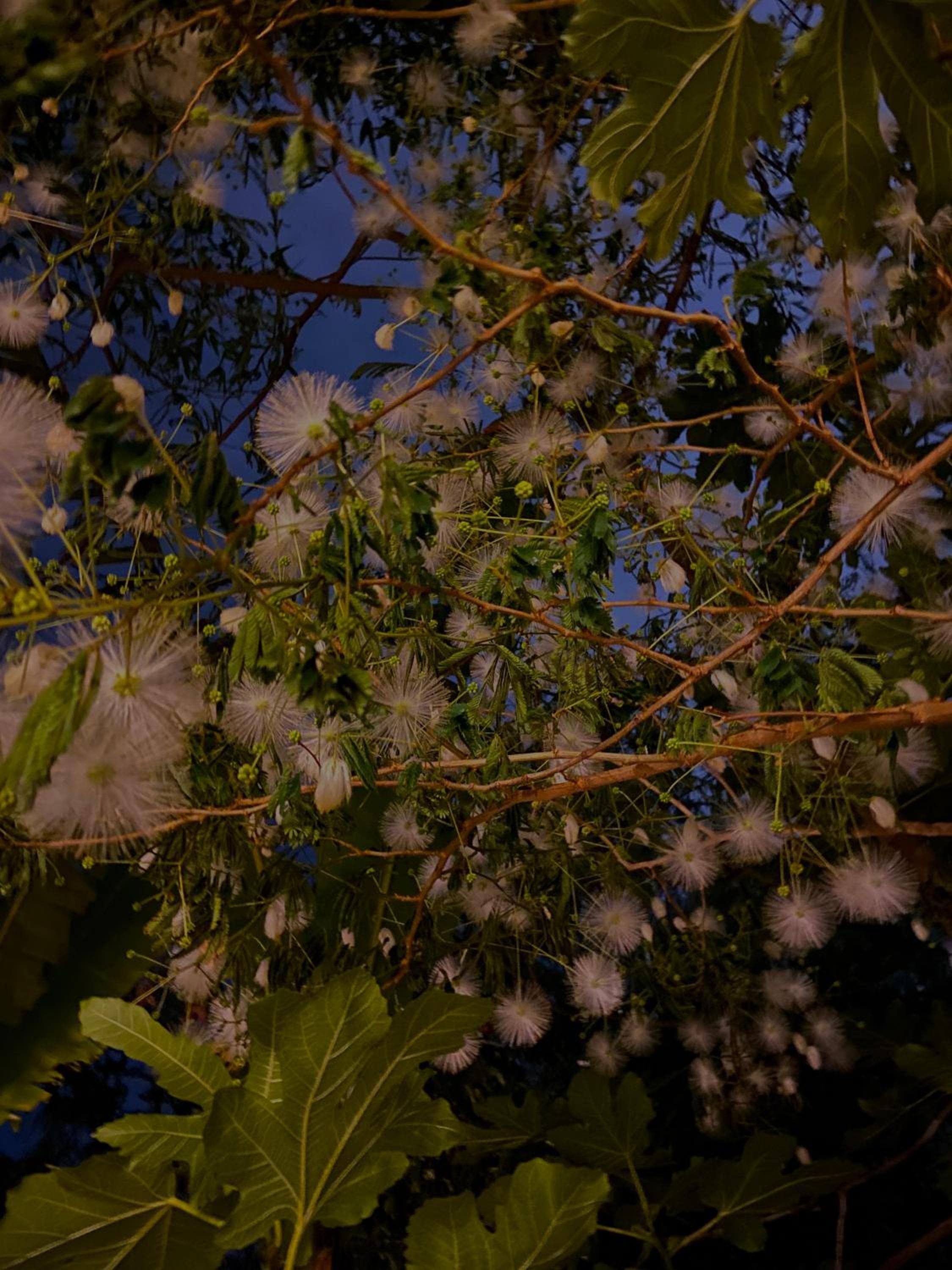 Kamagasaki University of the Arts Cafe Garden Guest House aka Cocoroom