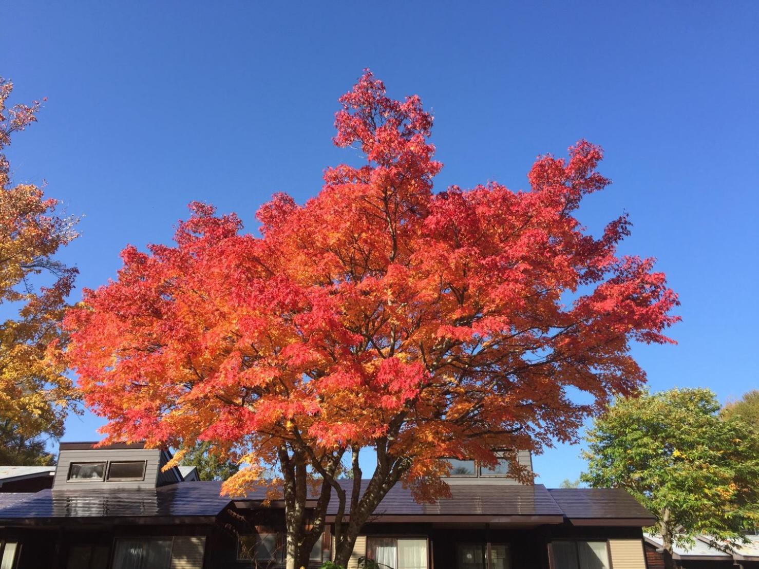 Nature Cottage Akabeko