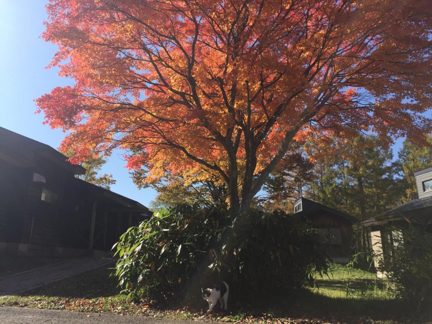 Nature Cottage Akabeko