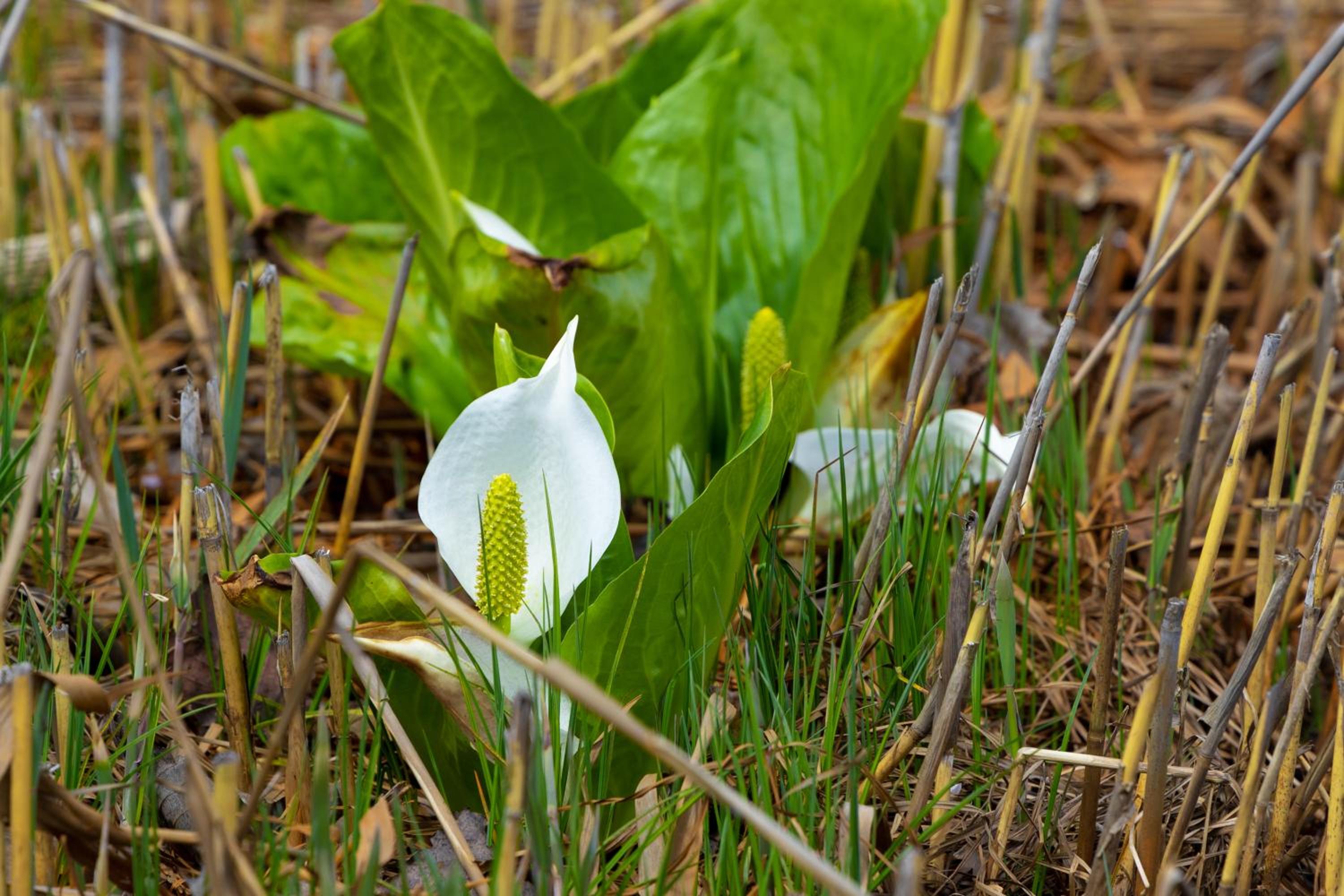 Nature Cottage Akabeko
