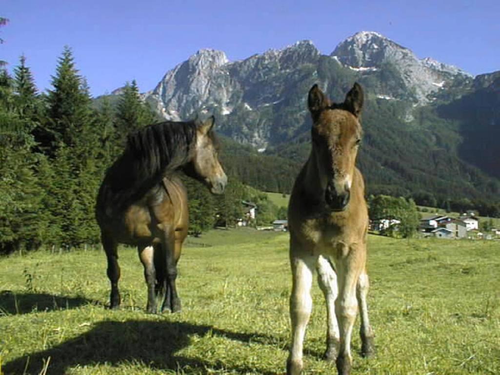 Schörghof