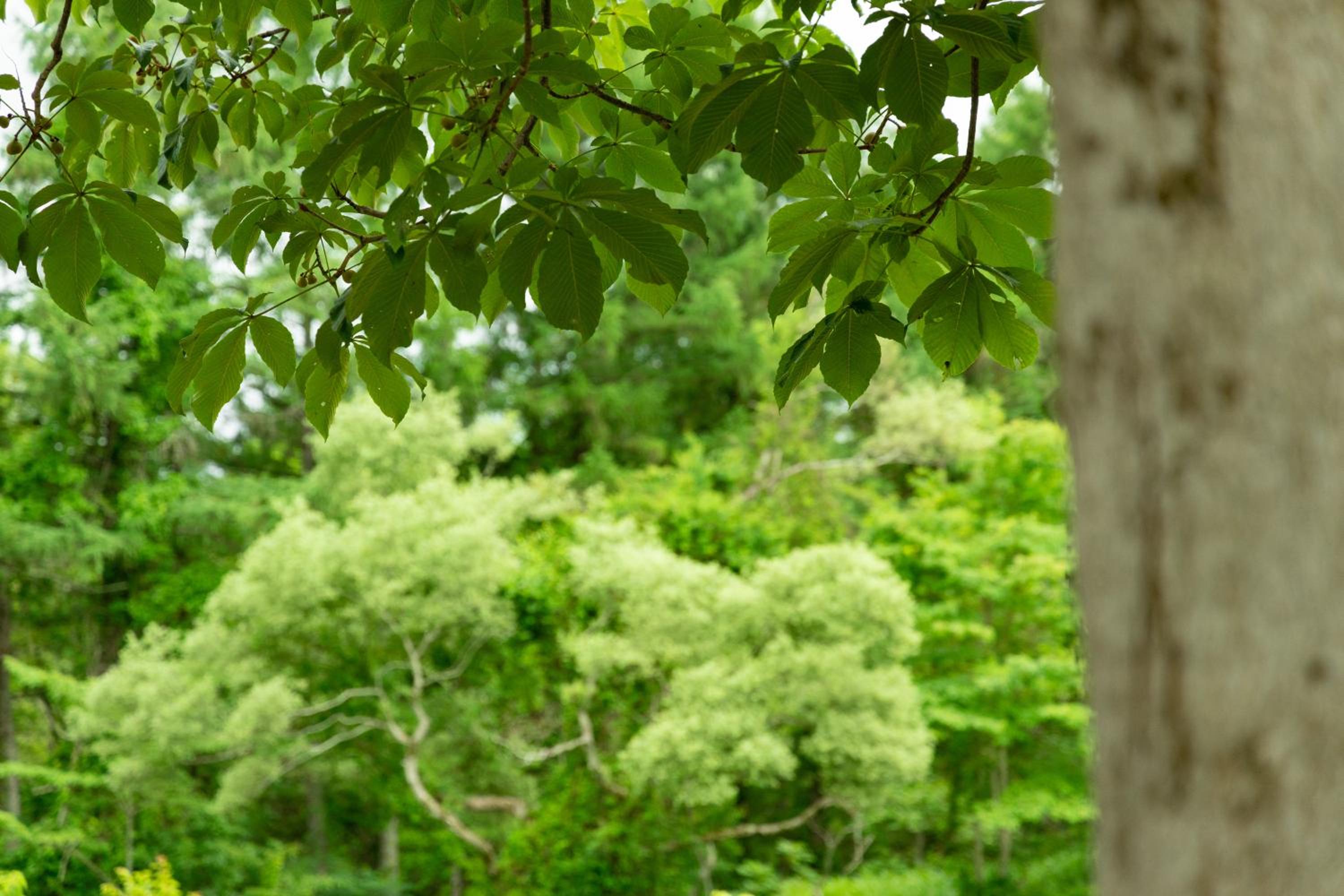 Nature Cottage Akabeko